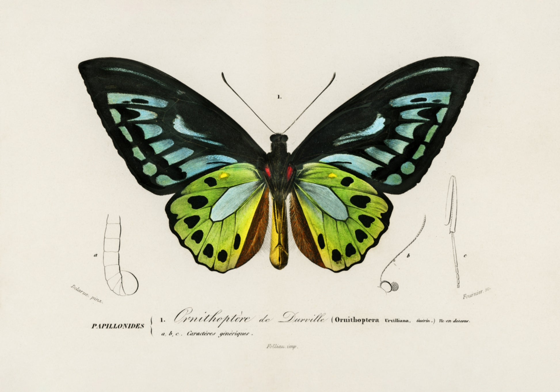 Farfalla verde di Birdwing