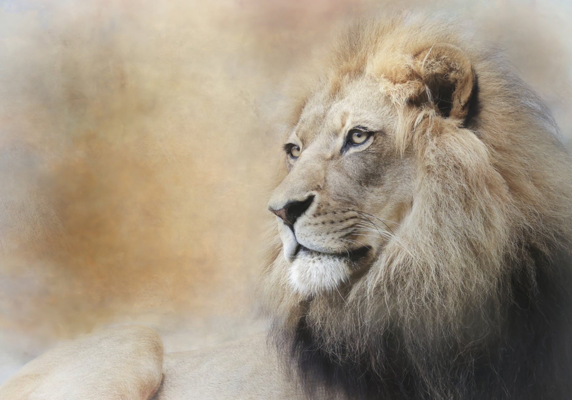 Sguardo maestoso del leone