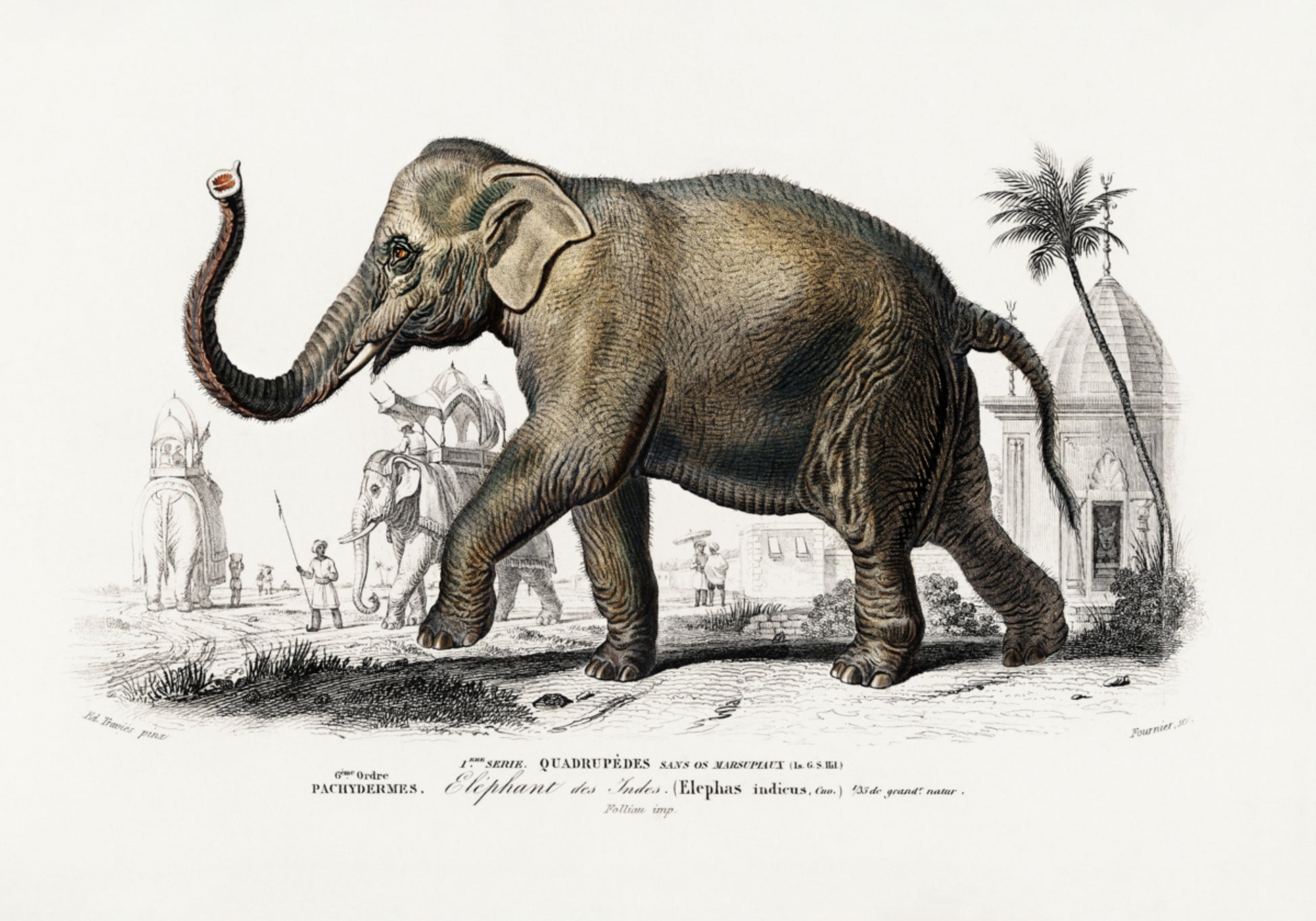 Elefante asiatico
