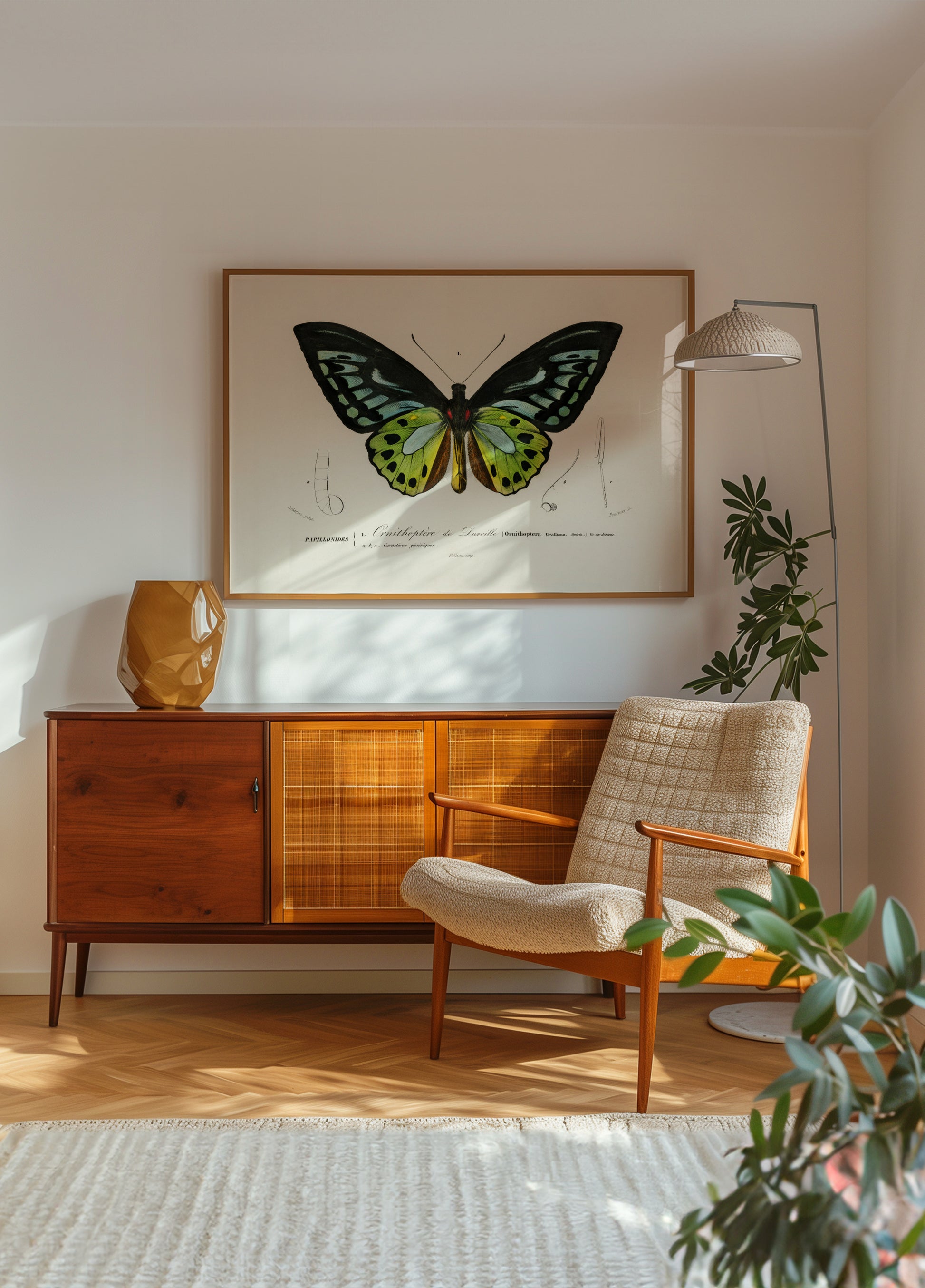 Farfalla verde di Birdwing