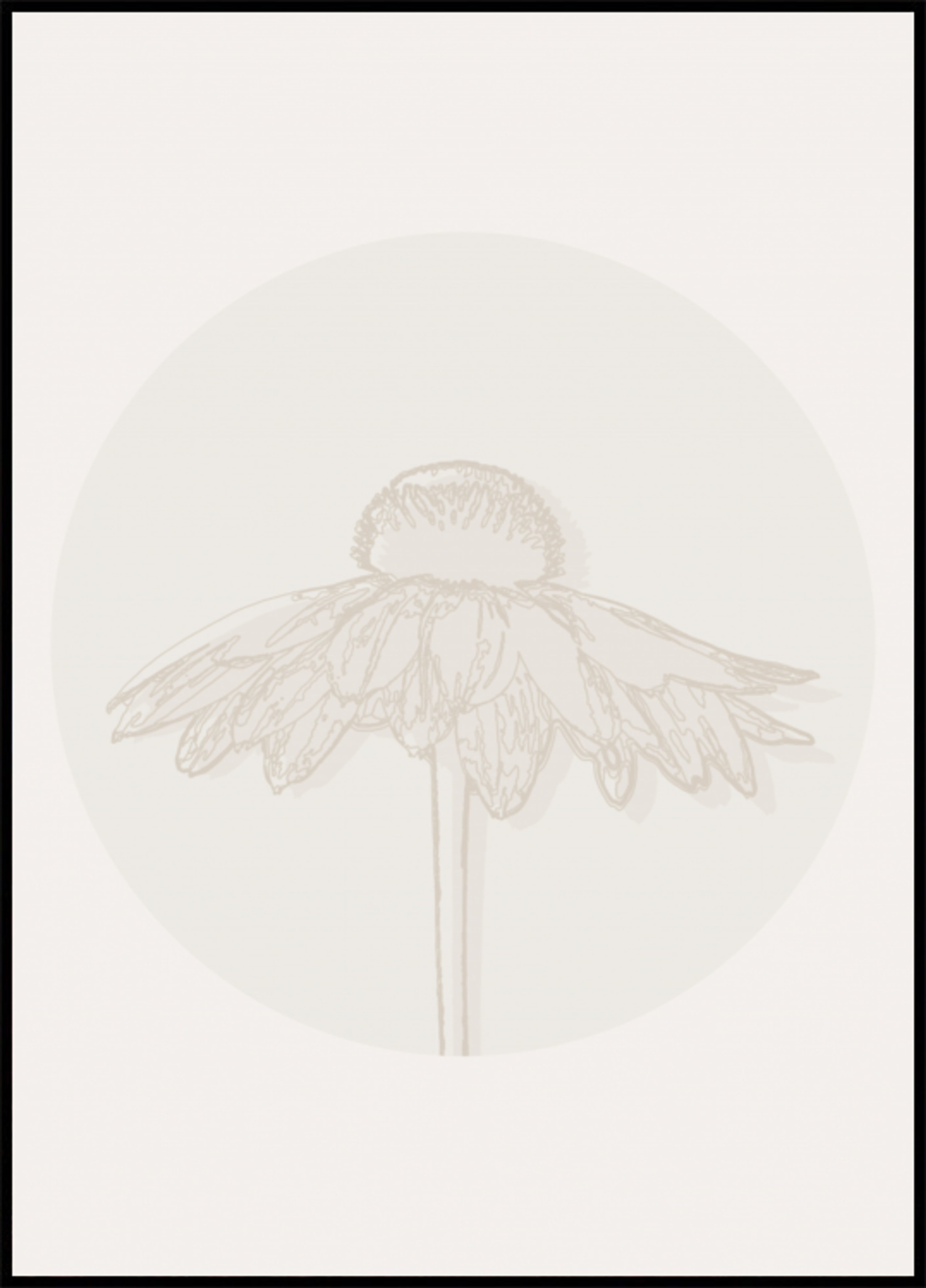 Fioritura minimalista di Echinacea