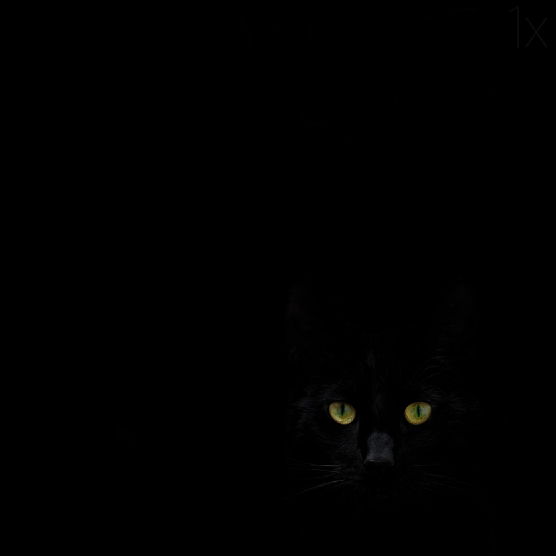 Lo sguardo del gatto nero