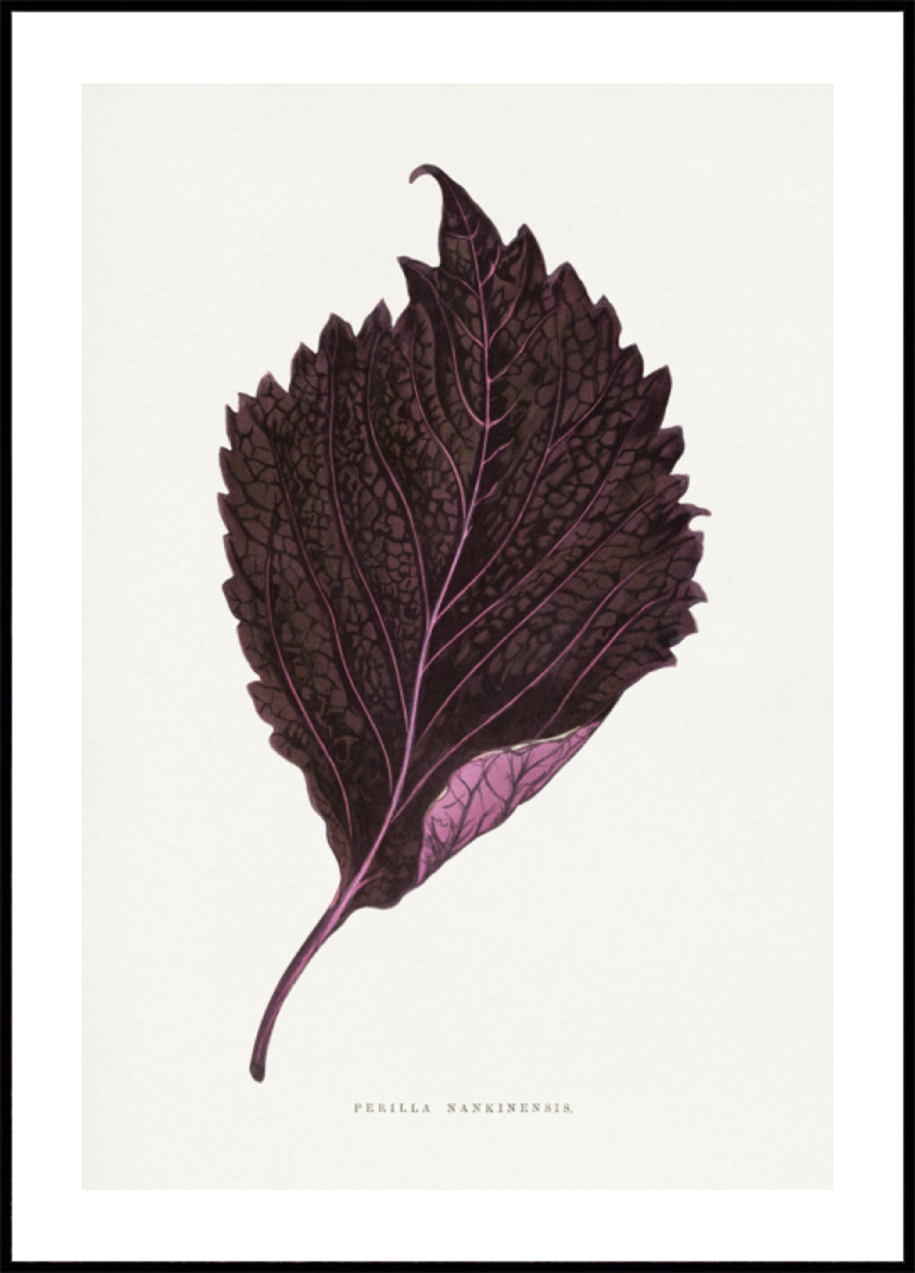 Illustrazione di foglia rosa Perilla Nankinensis