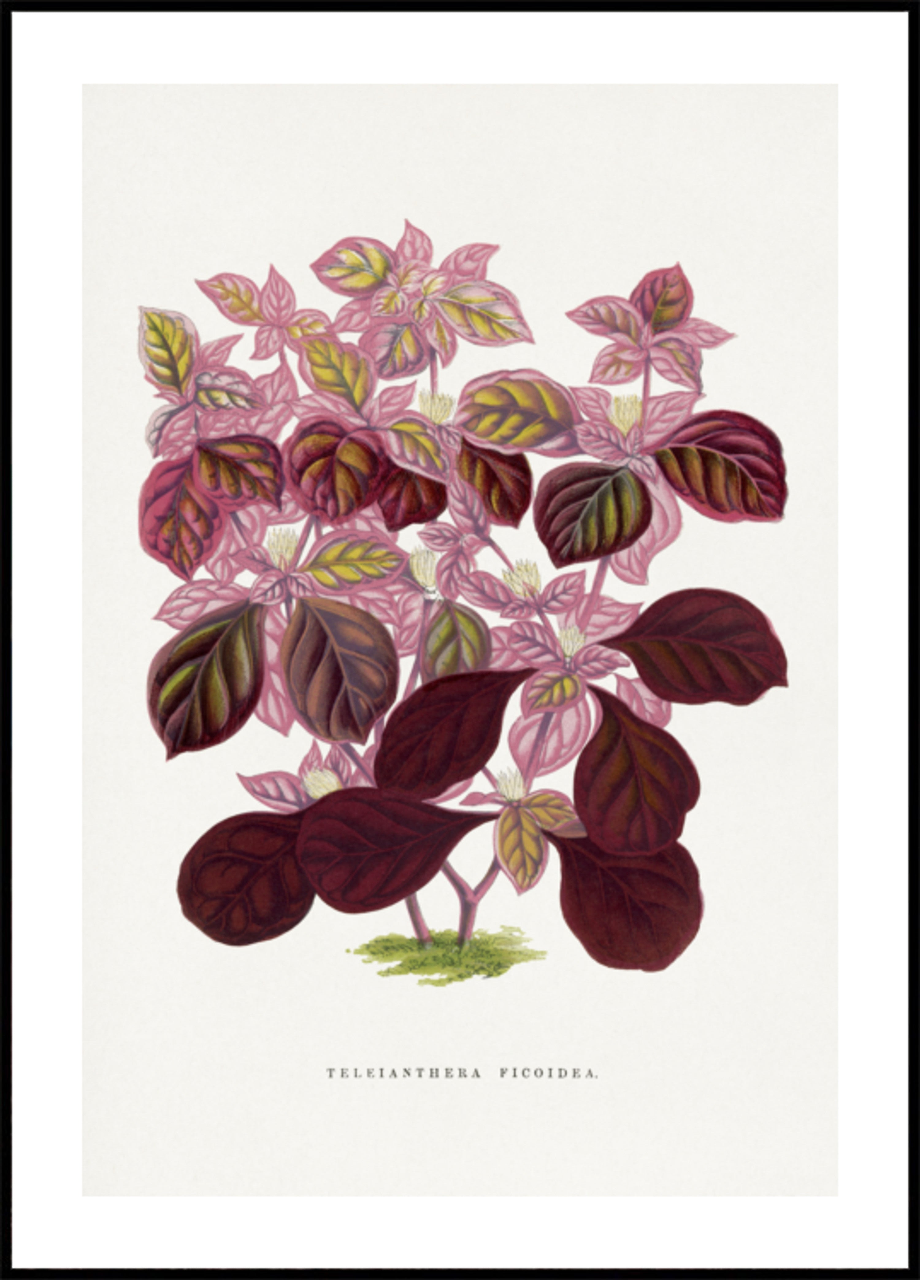 Illustrazione rosa della foglia di Teleianthera Ficoidea