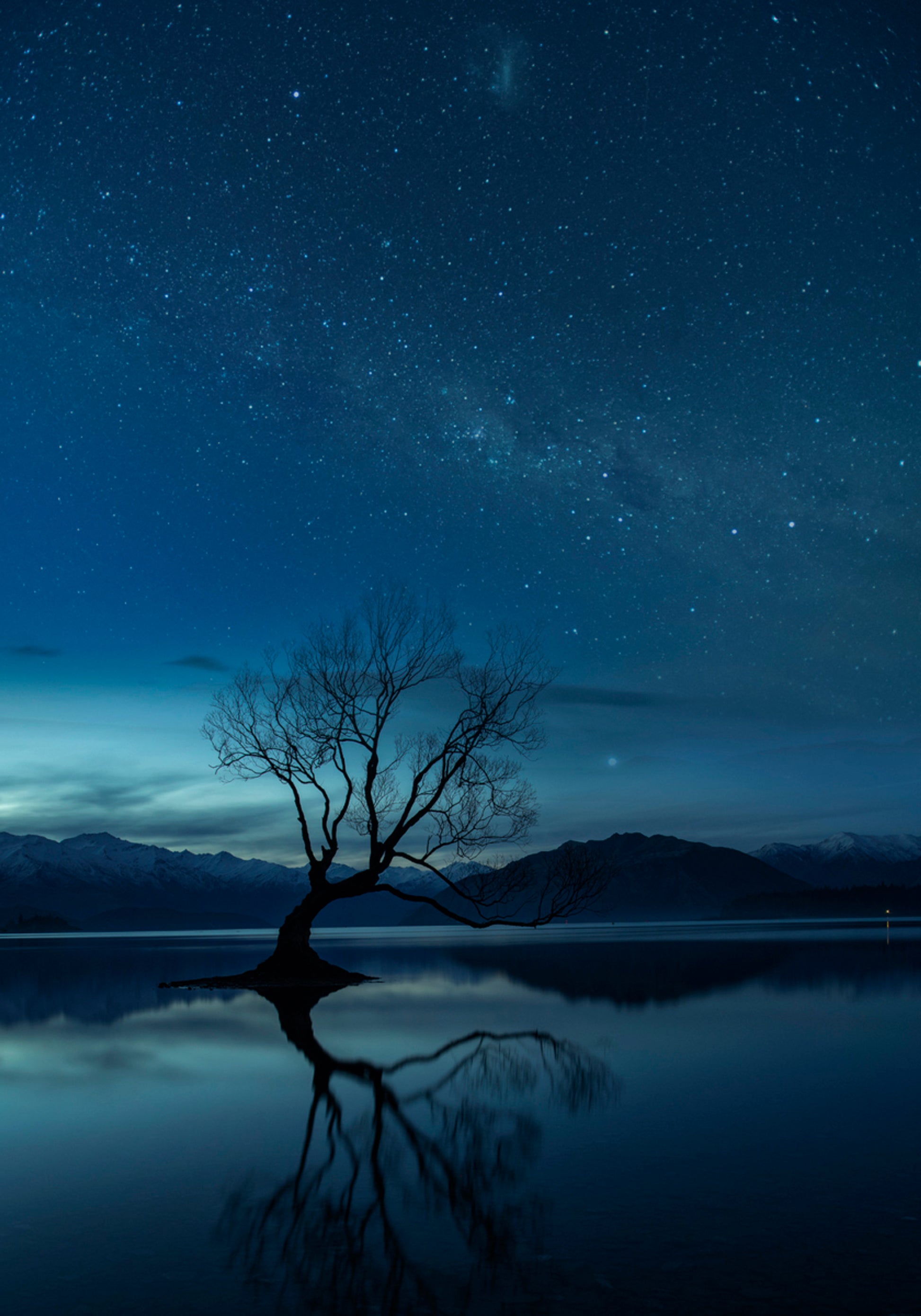 Notte stellata dell'albero solitario