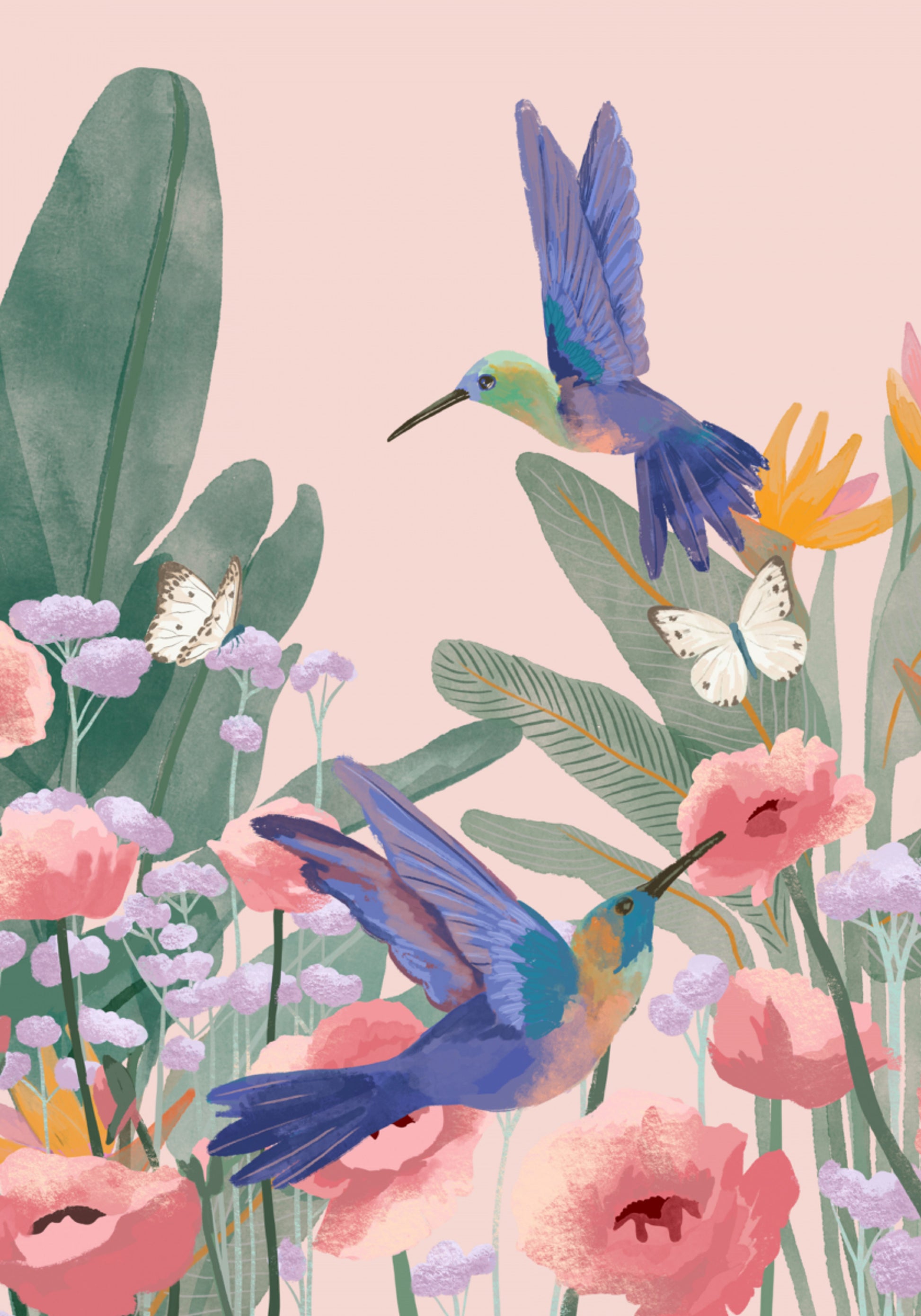 Colibrì