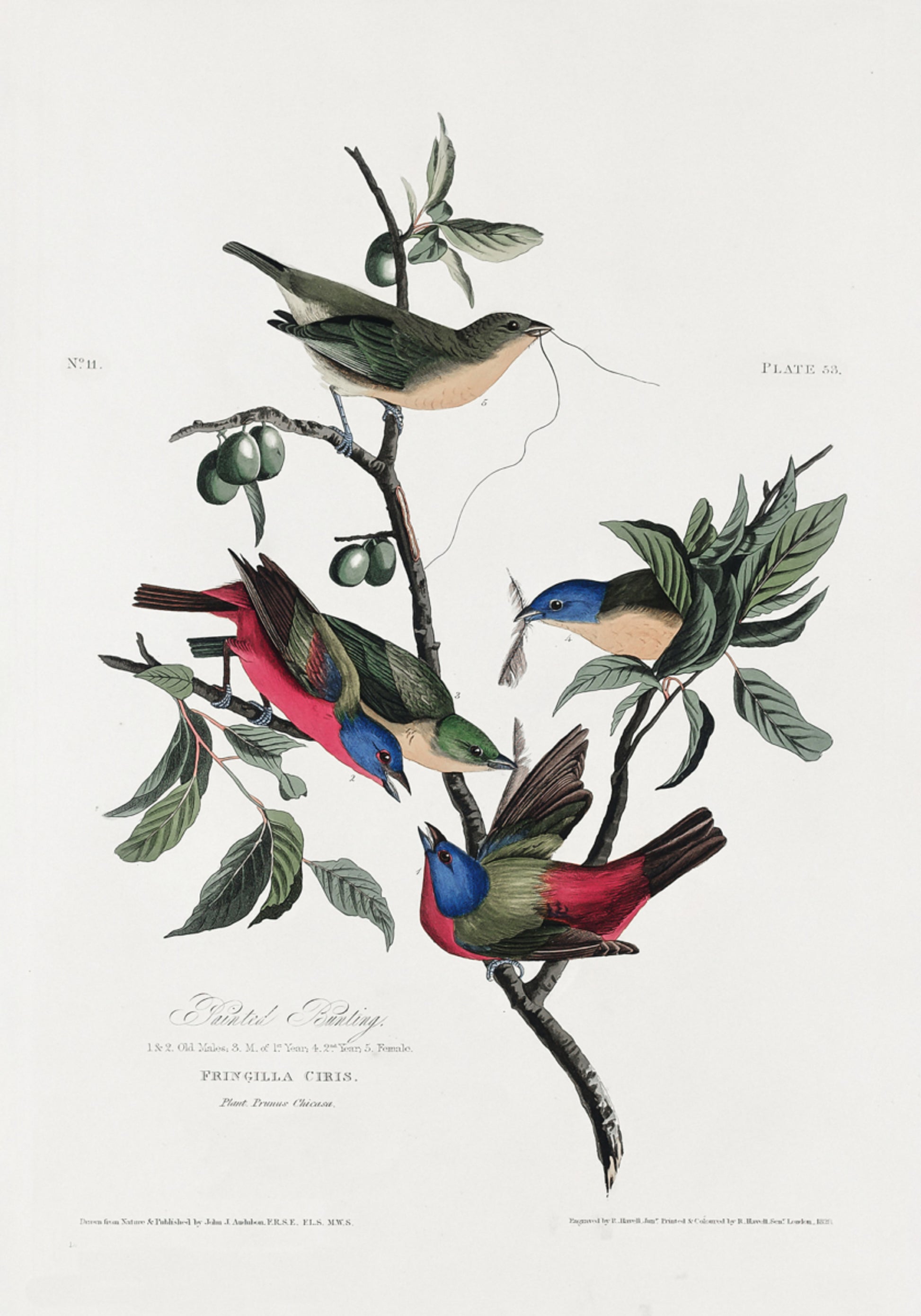 Fringuello dipinto da Birds of America (1827)