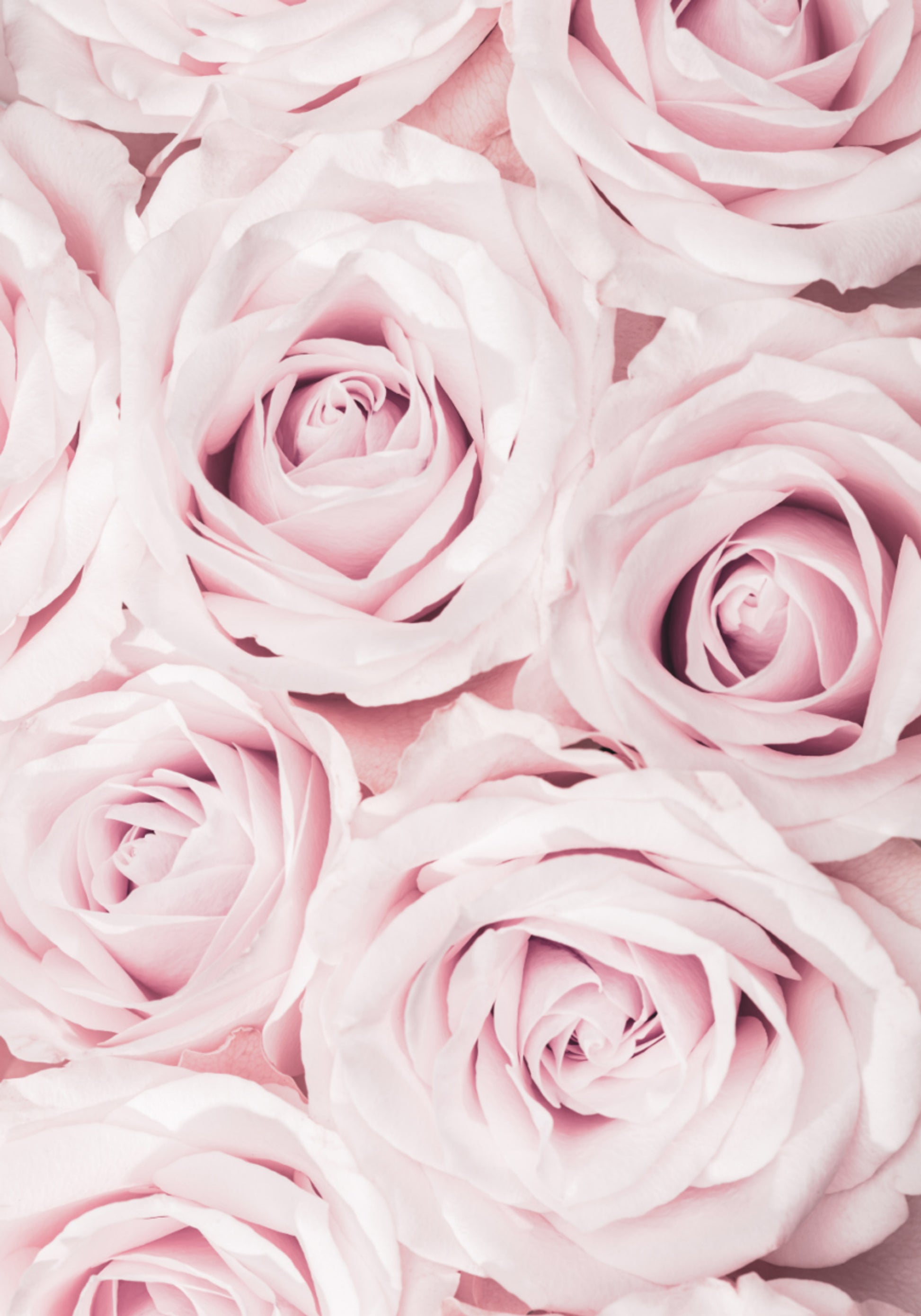 Rose rosa tenui