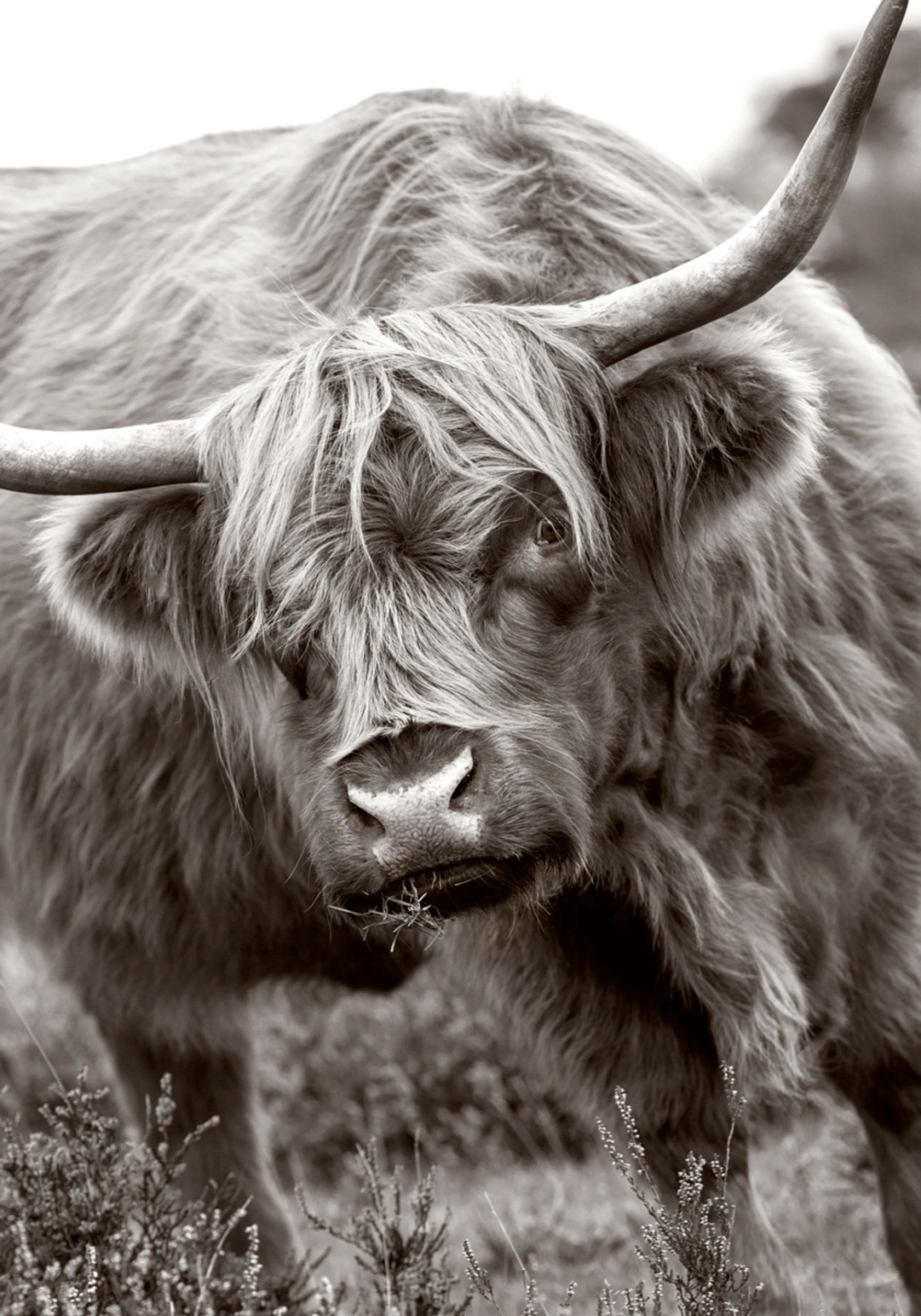 Mucca maestosa dell'altopiano