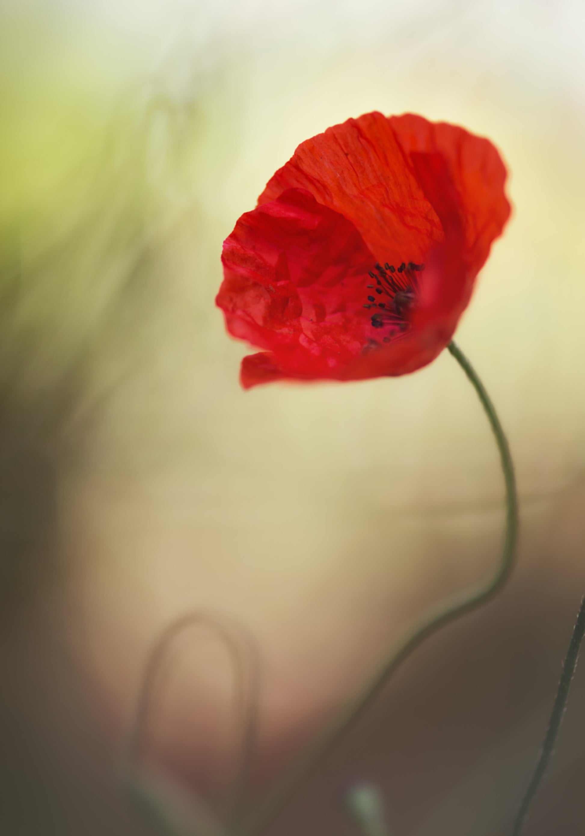 Papavero rosso vibrante