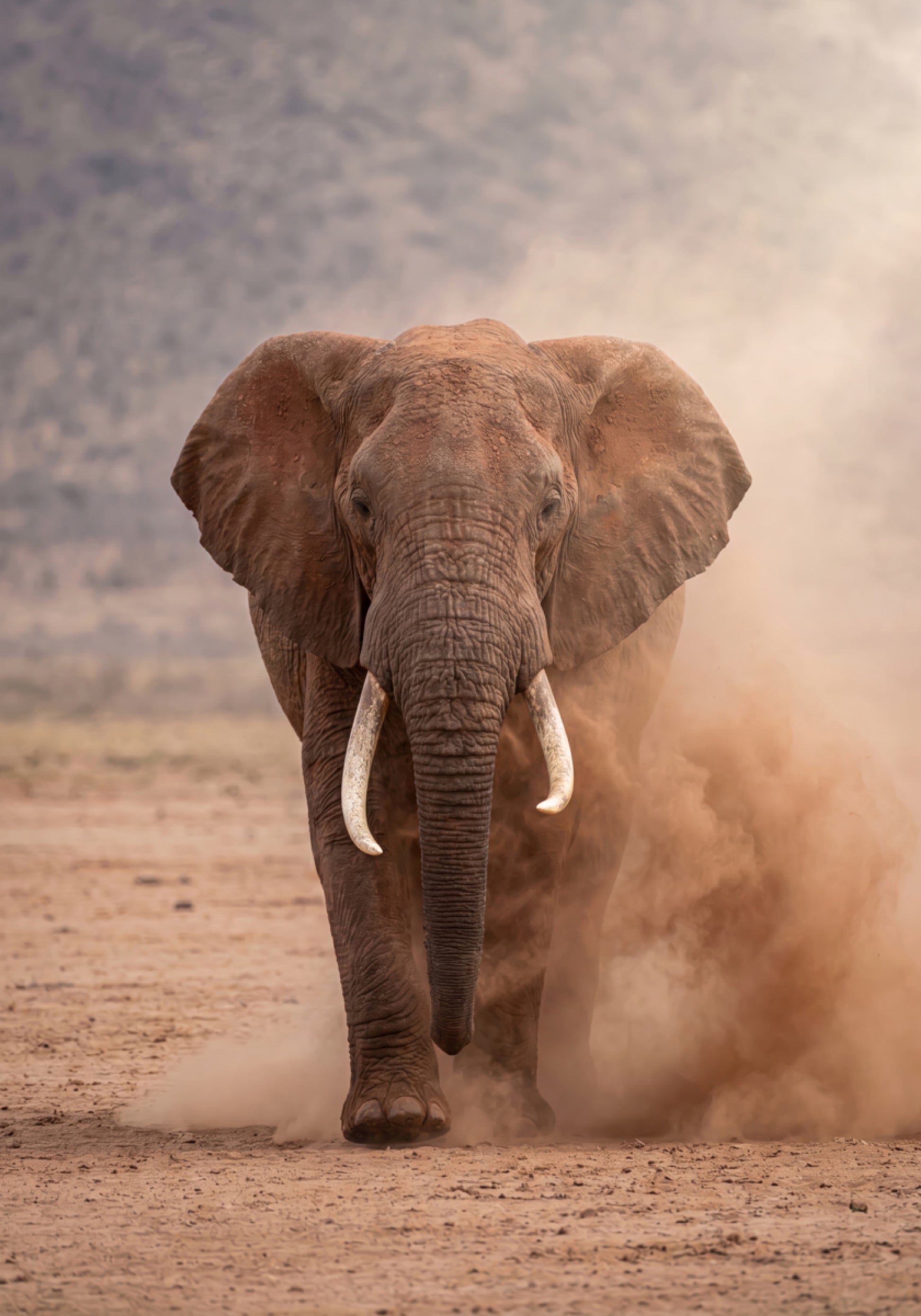 Potente elefante polveroso