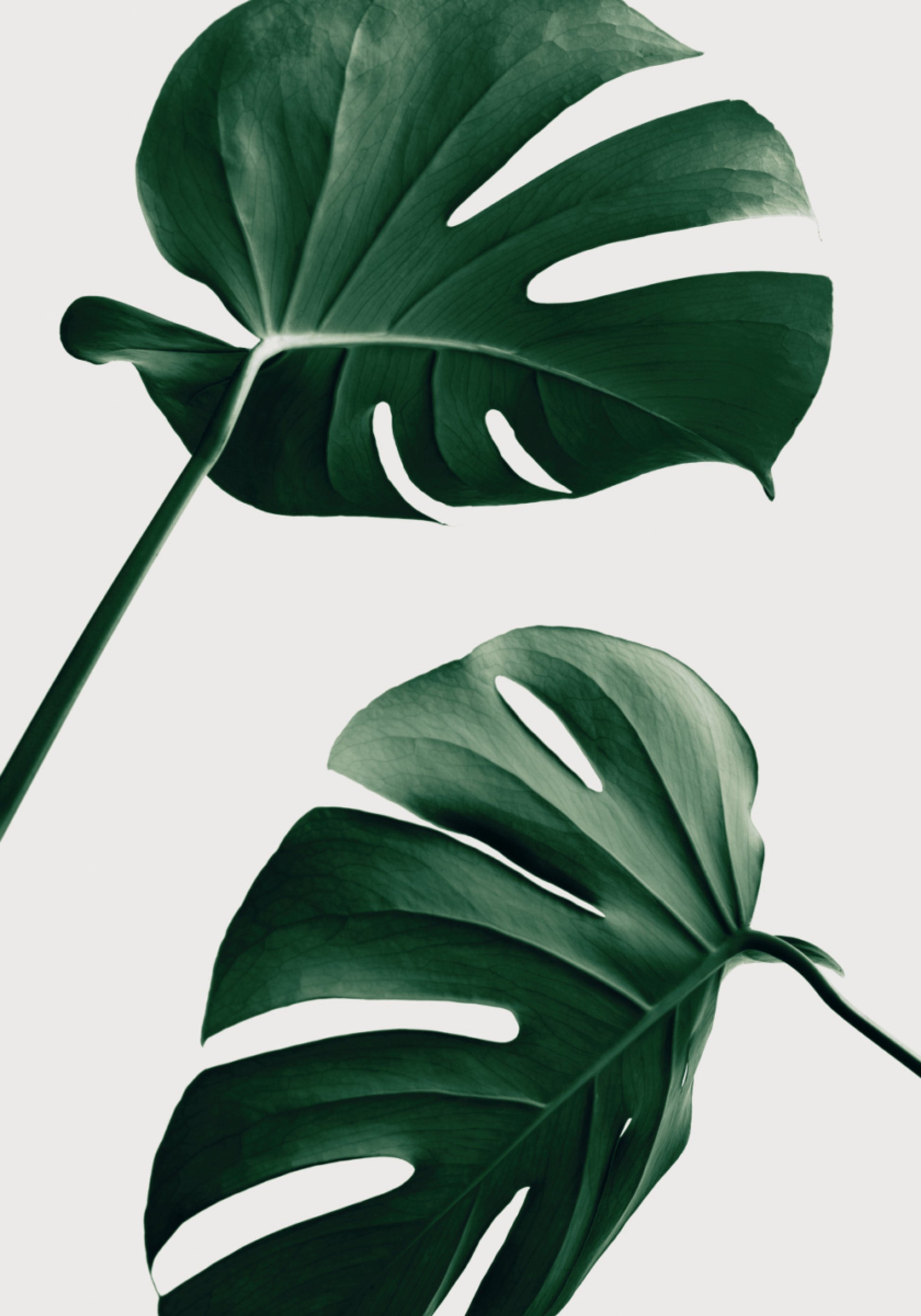 Foglie tropicali di Monstera