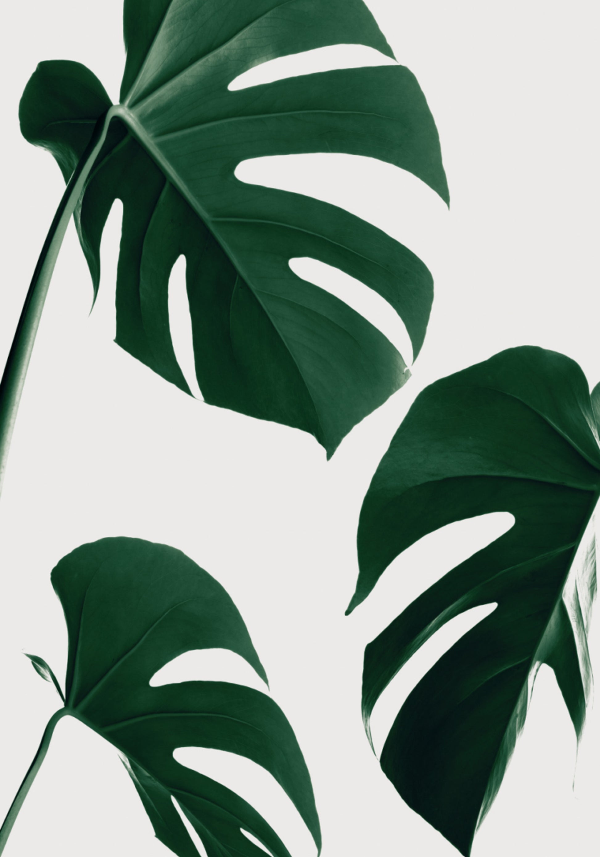 Foglie verdi fresche di Monstera