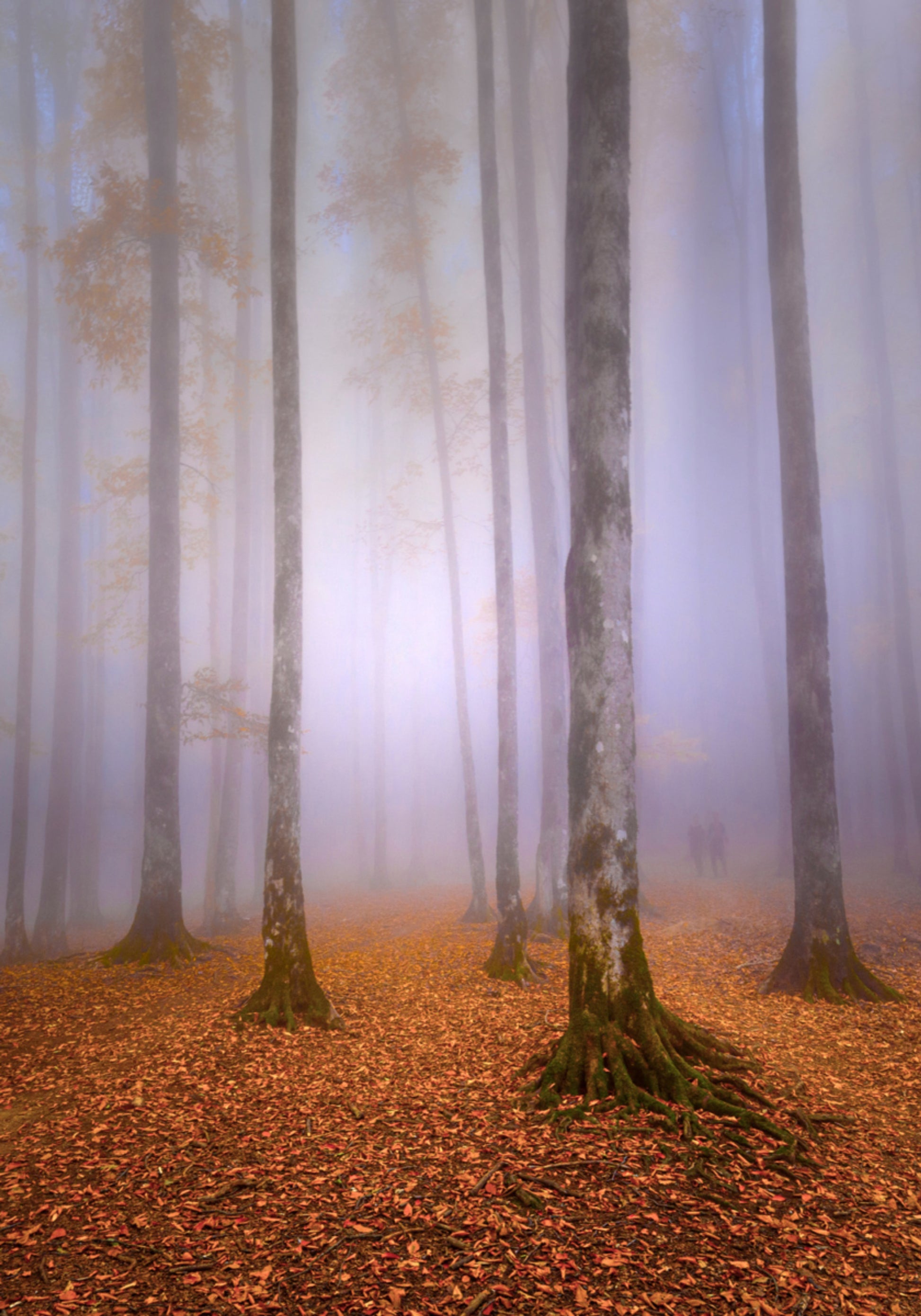 Foresta nebbiosa d'autunno