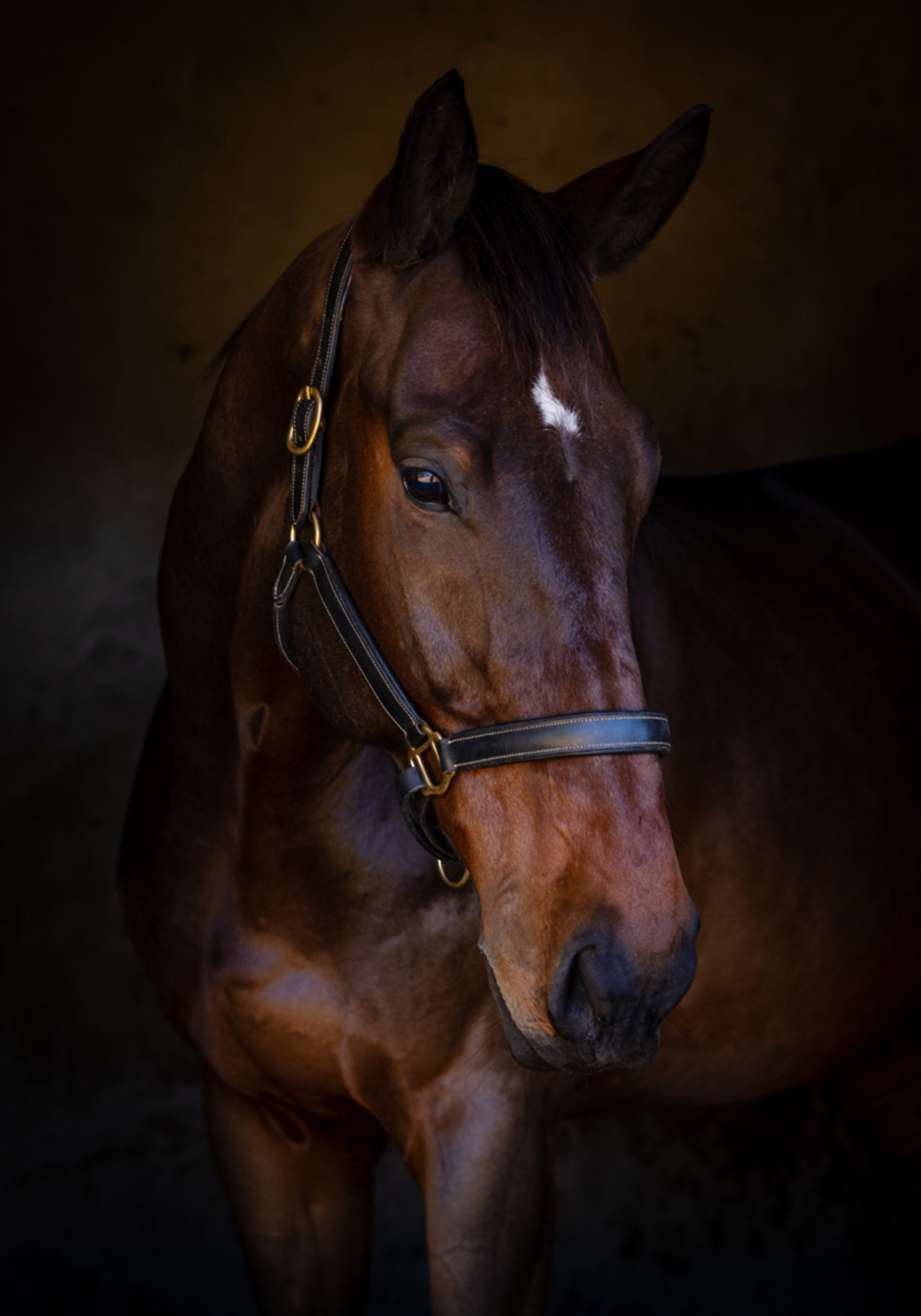 Ritratto di cavallo maestoso