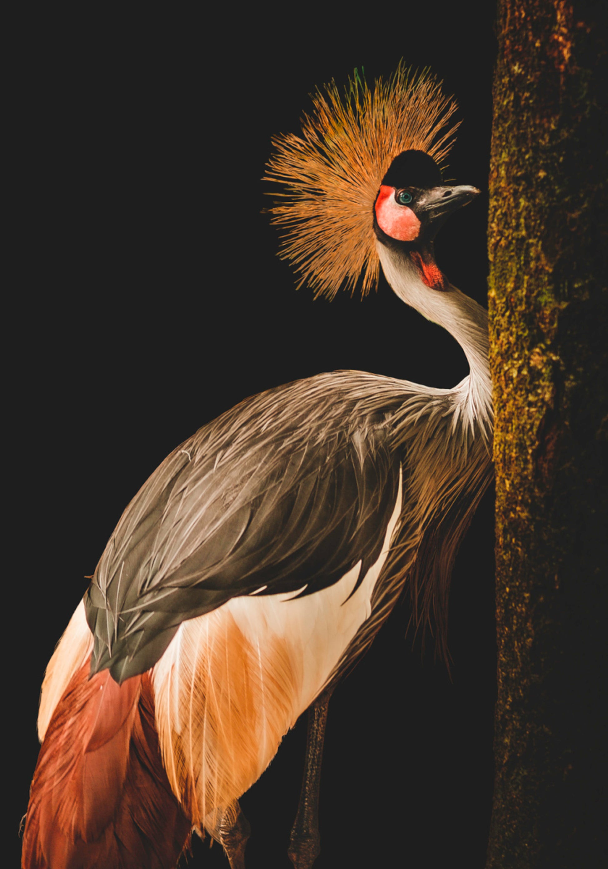 Gru coronata regale