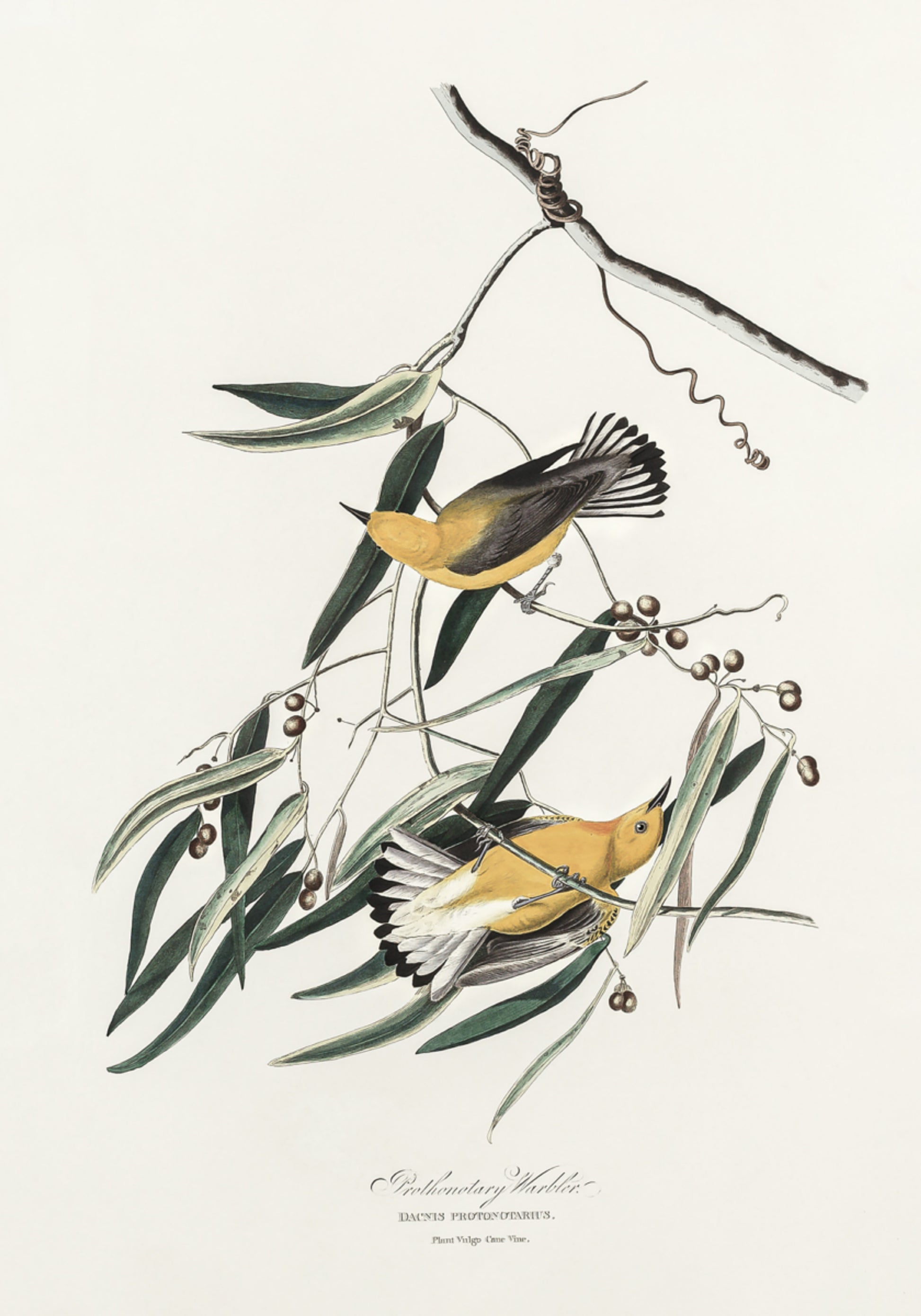 Warbler protonotario da Birds of America (1827)
