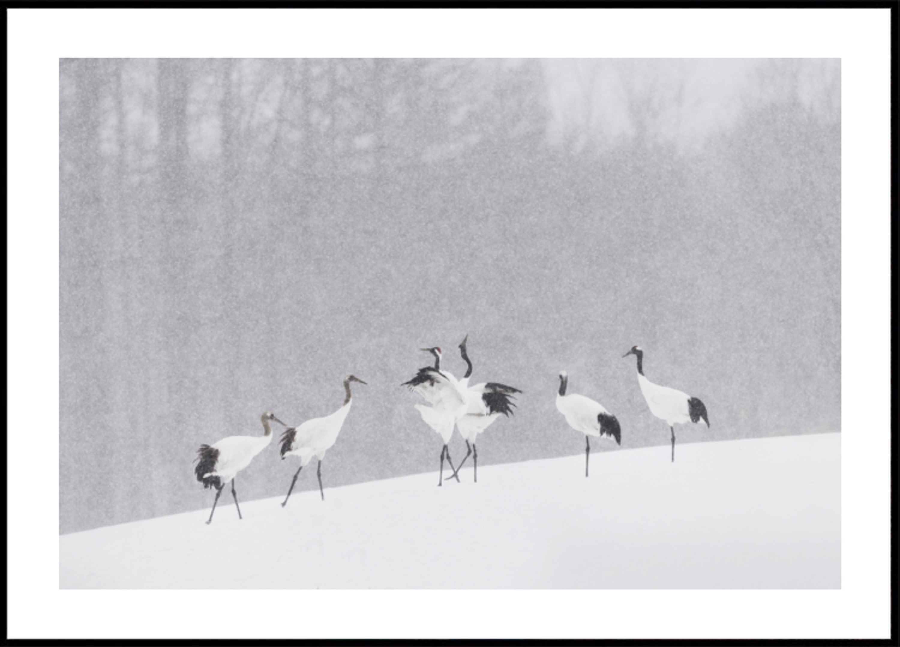 Nevicata della gru della Manciuria