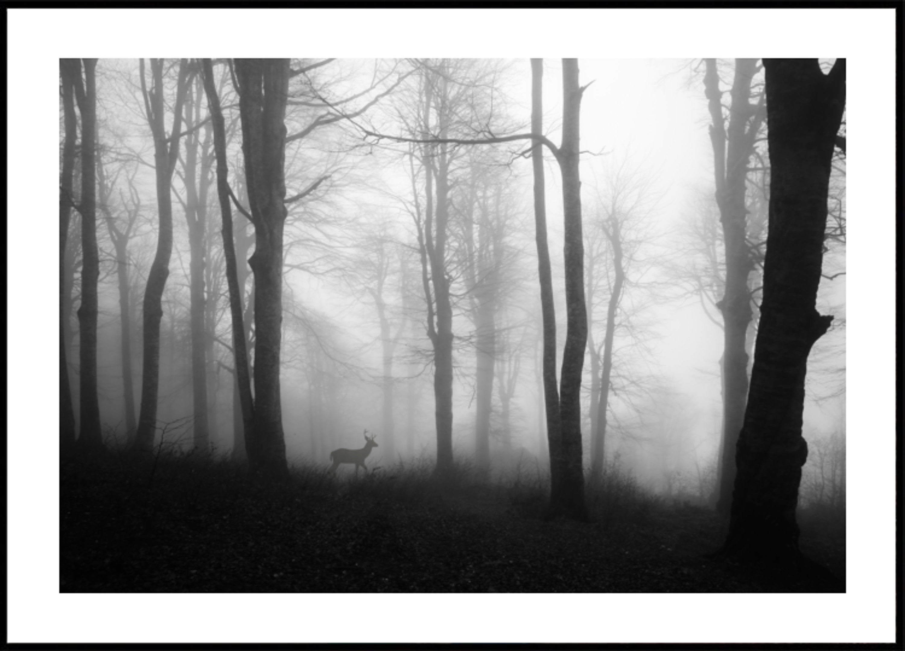 Cervi della foresta nebbiosa