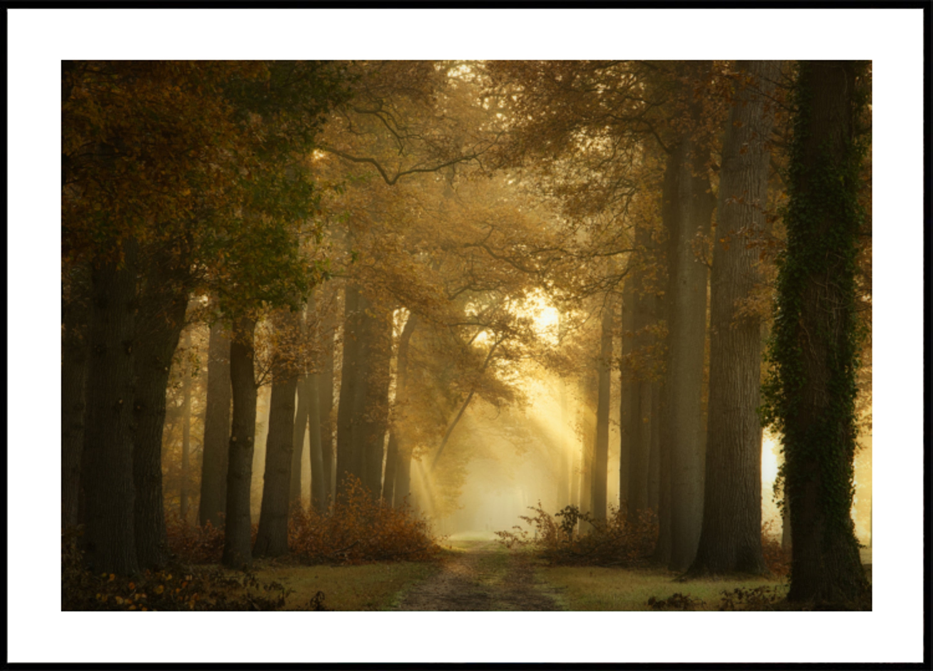 Sentiero nel bosco del mattino dorato