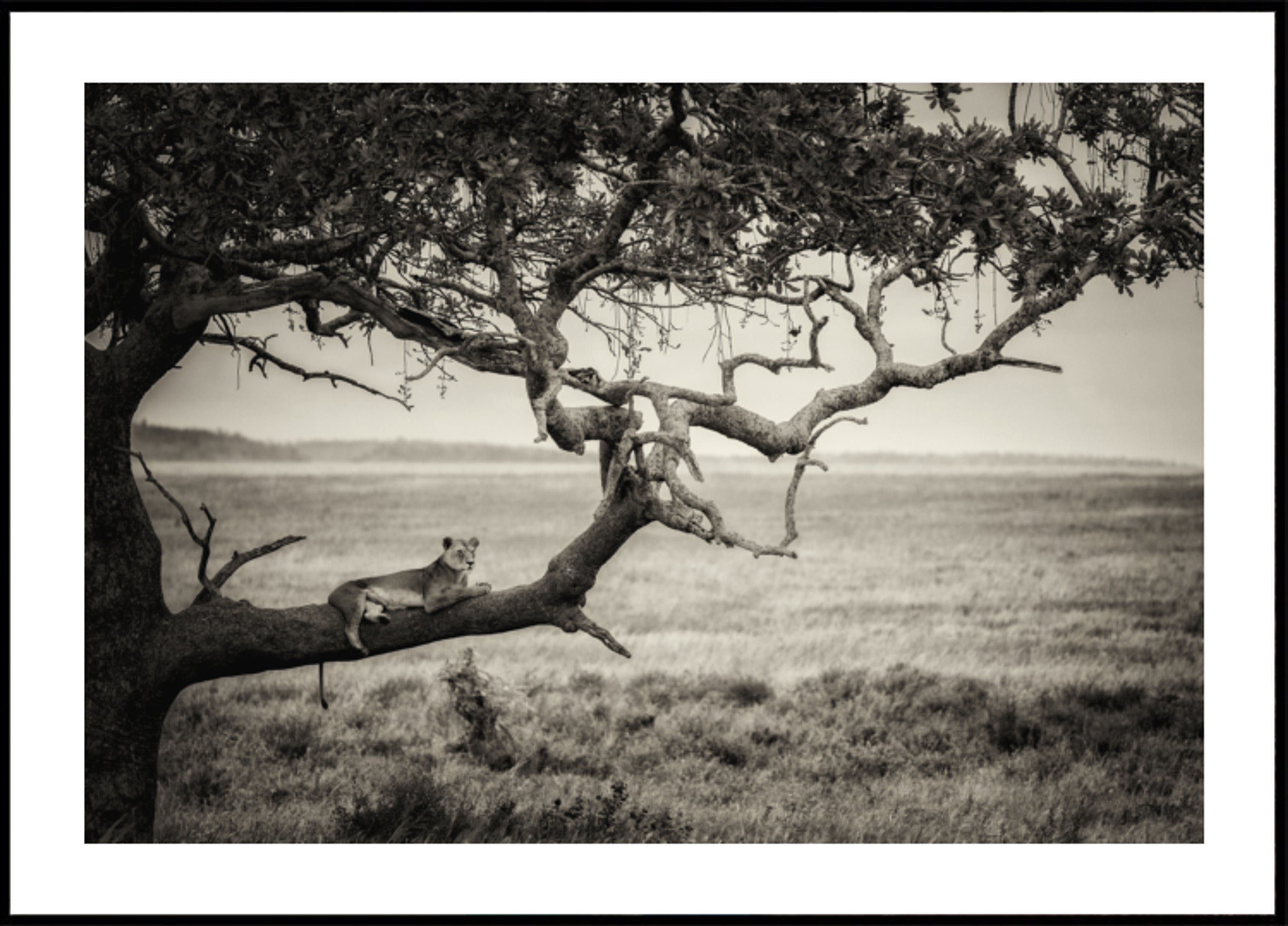 Leonessa sul ramo di un albero