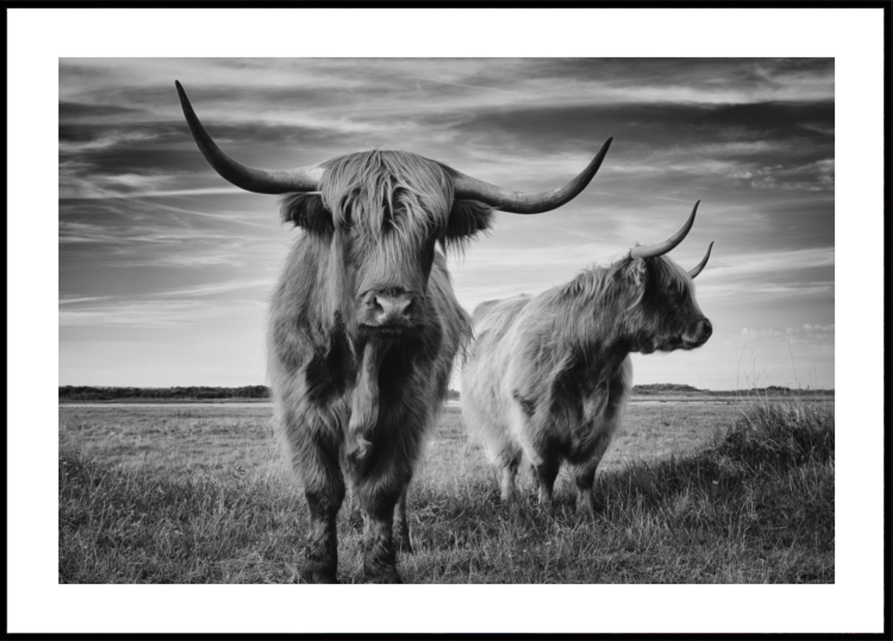 Maestoso storno delle Highland