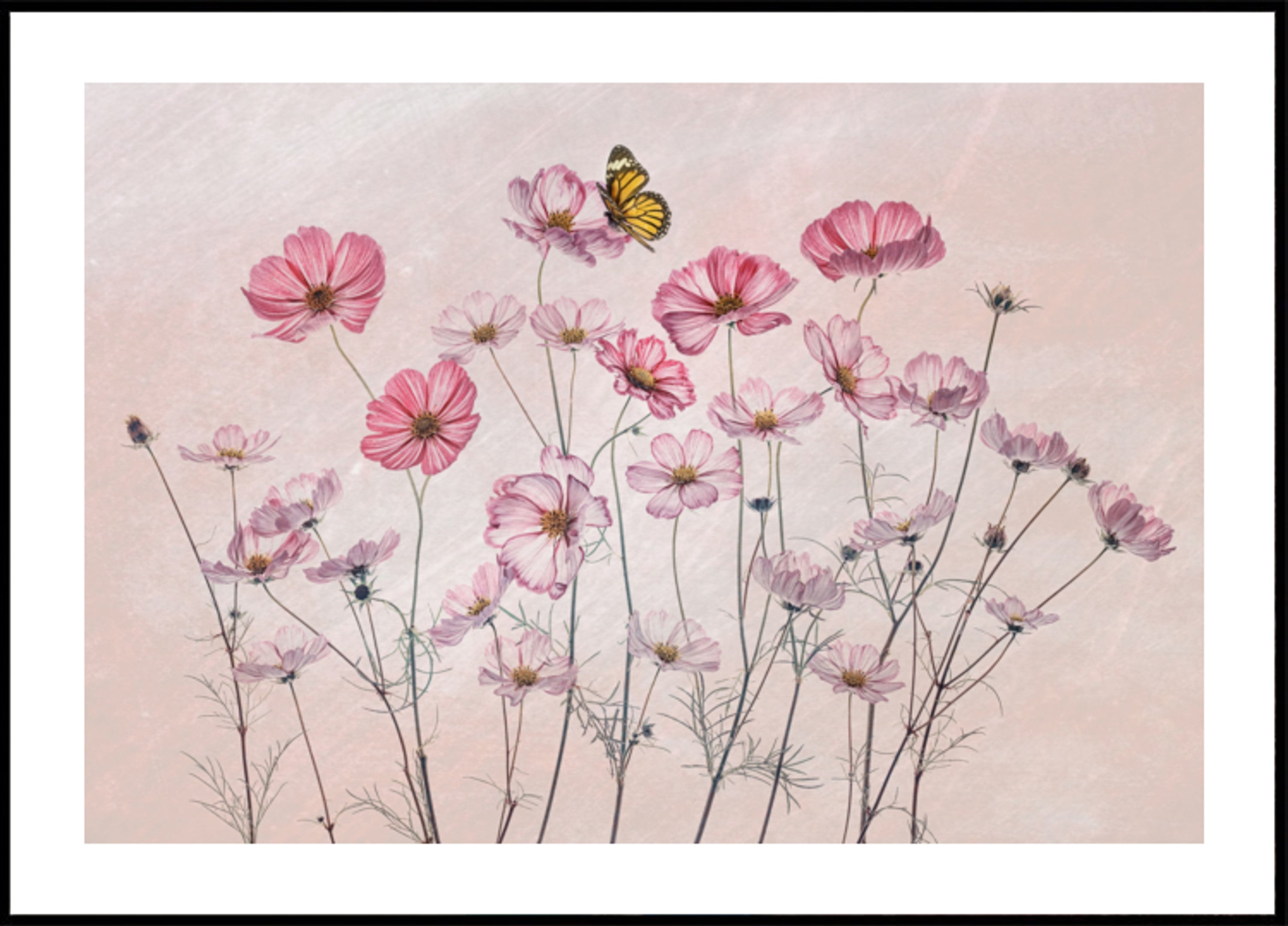Farfalla rosa dell'universo