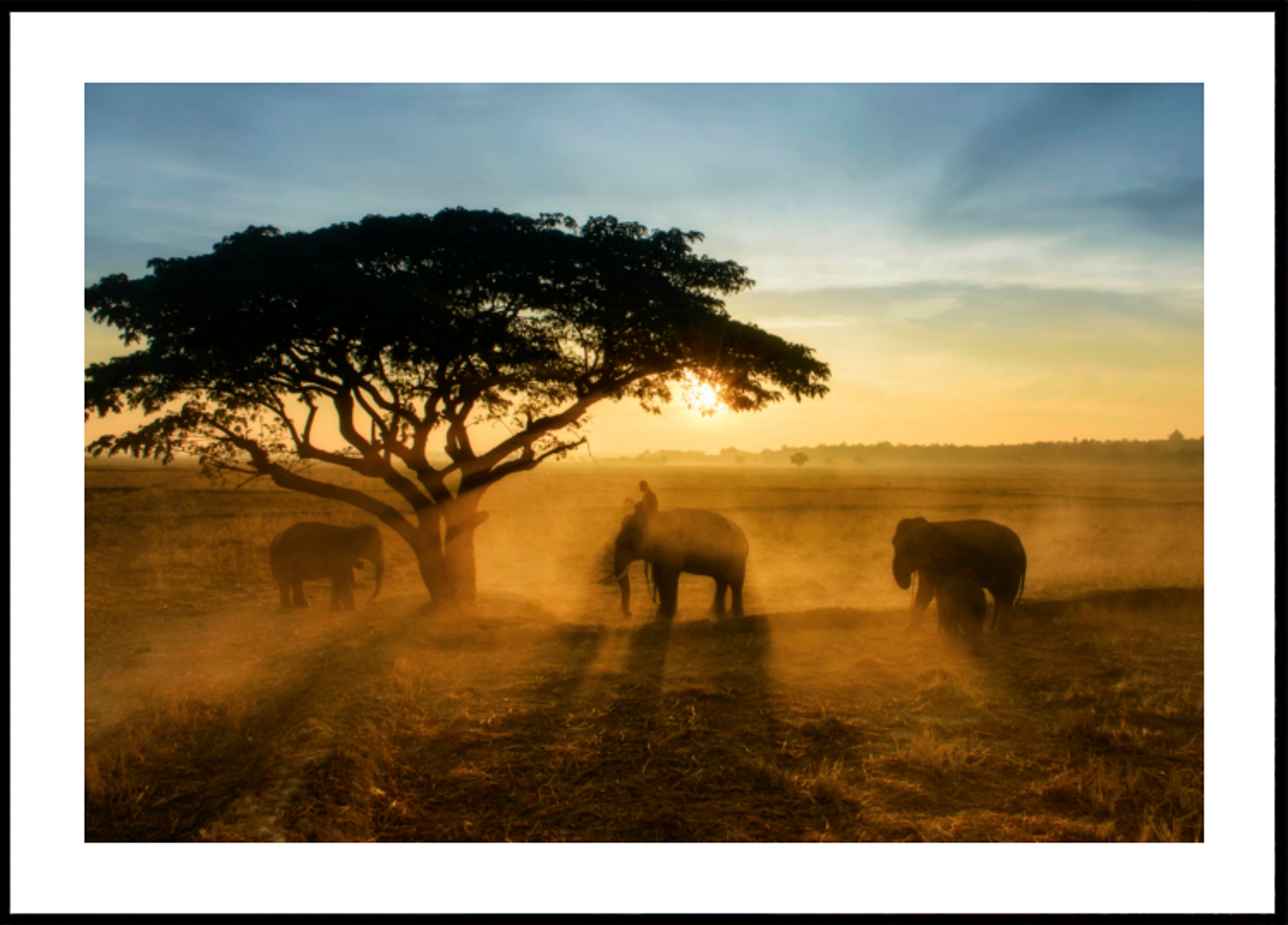 Il tramonto dorato dell'elefante