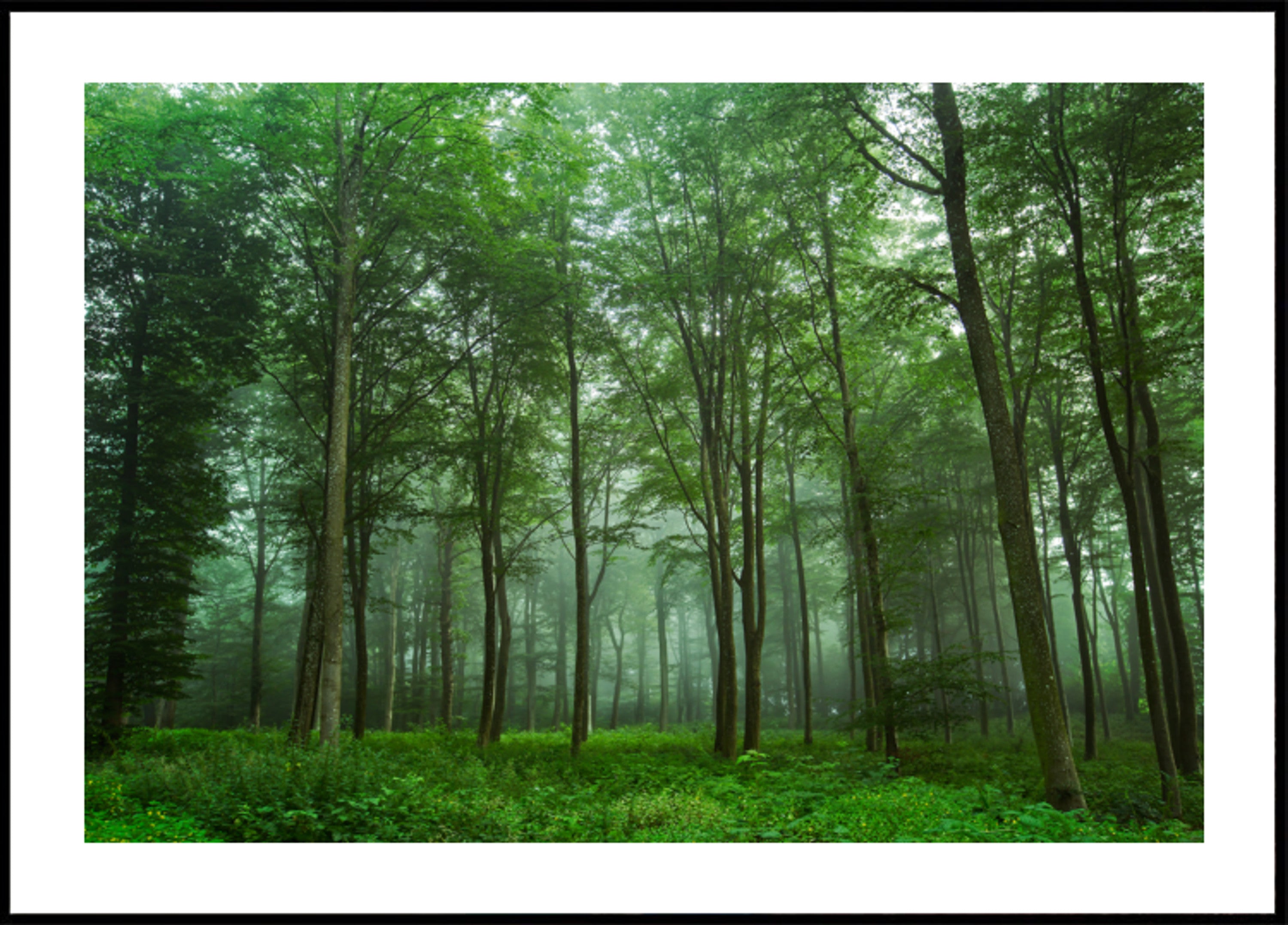 Nebbia della foresta incantata