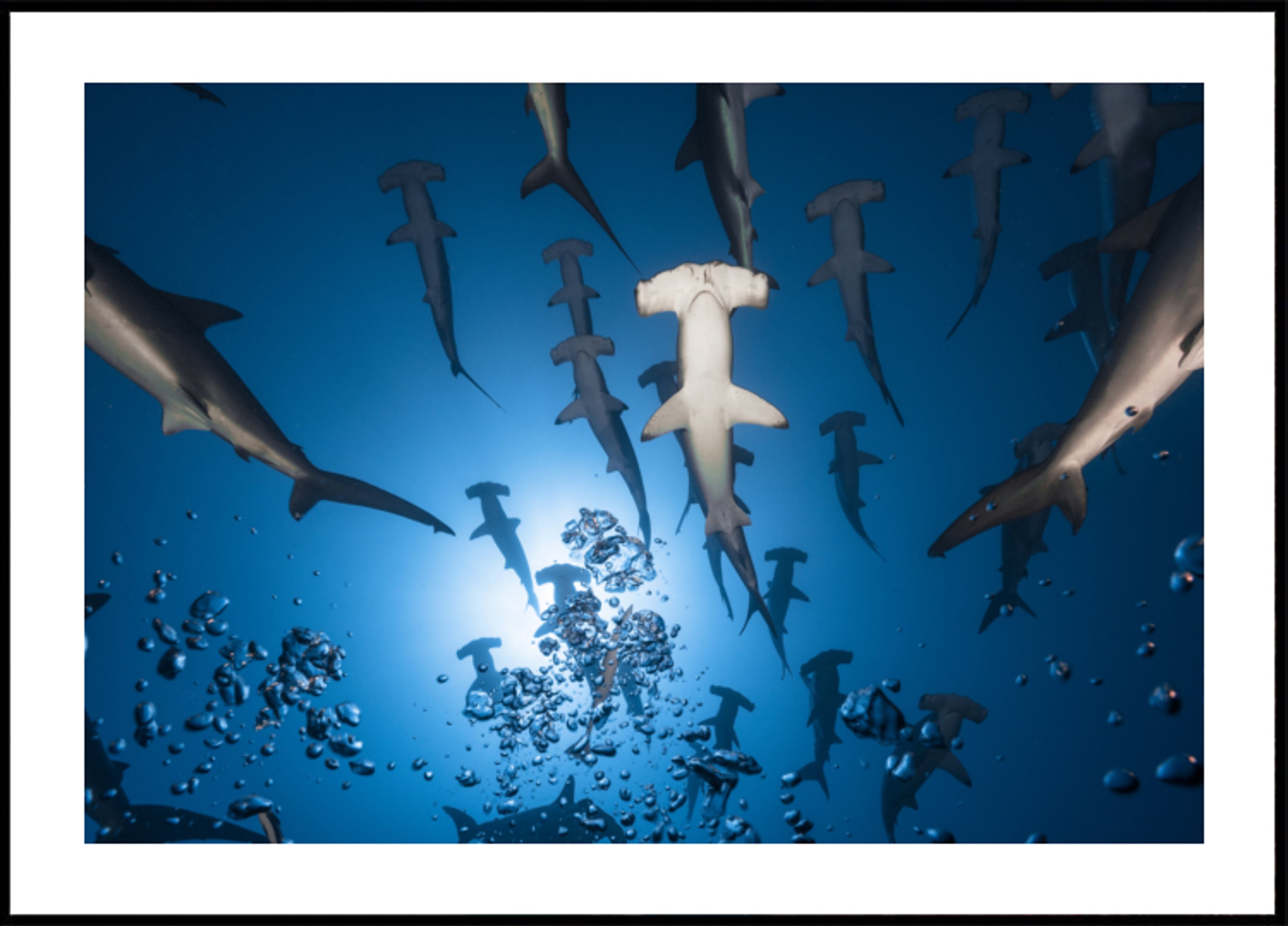 Scuola Hammerhead sott'acqua