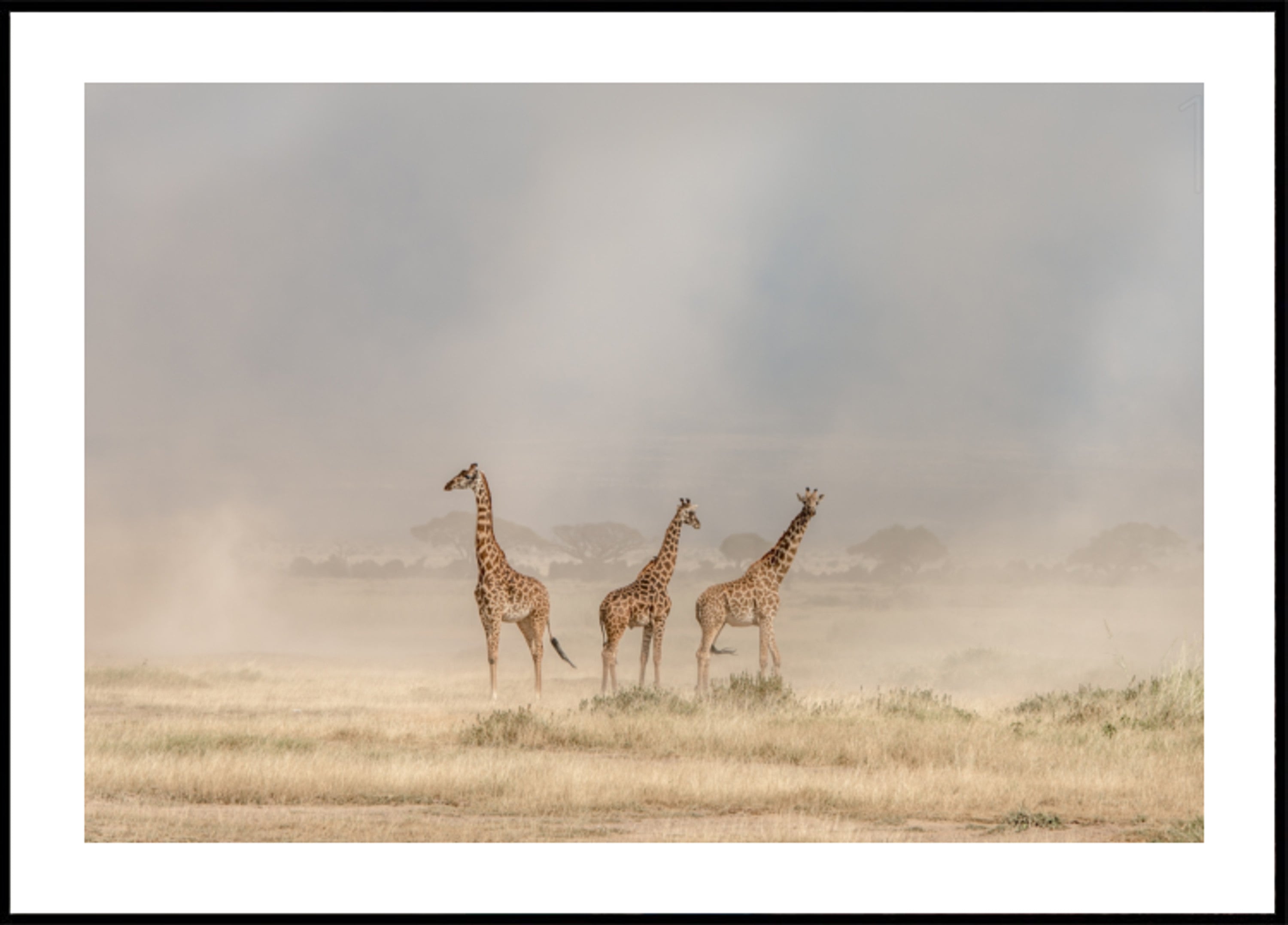 Giraffe in polvere d'oro