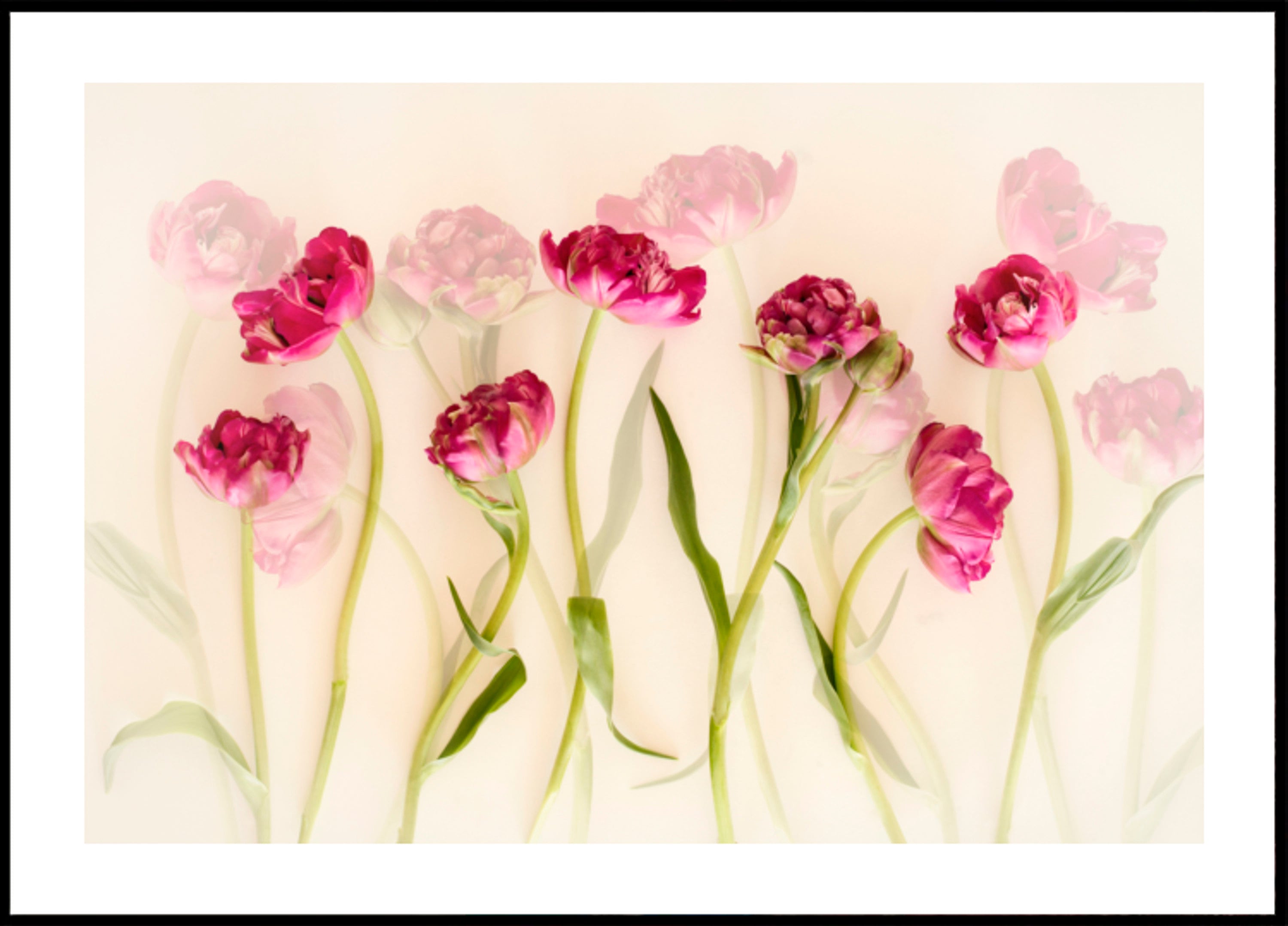 Tulipani rosa da sogno