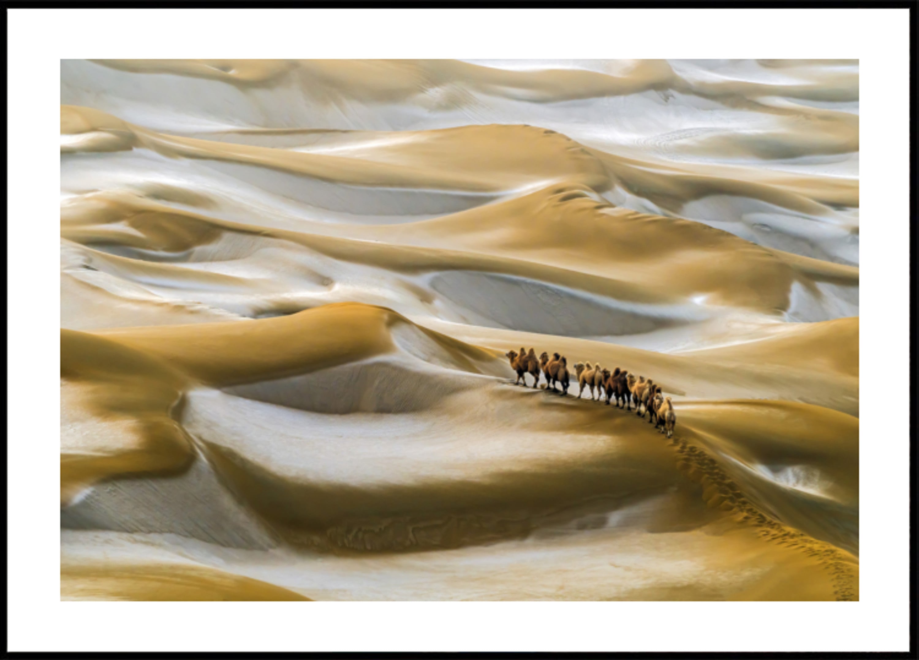 Carovana di cammelli nel deserto