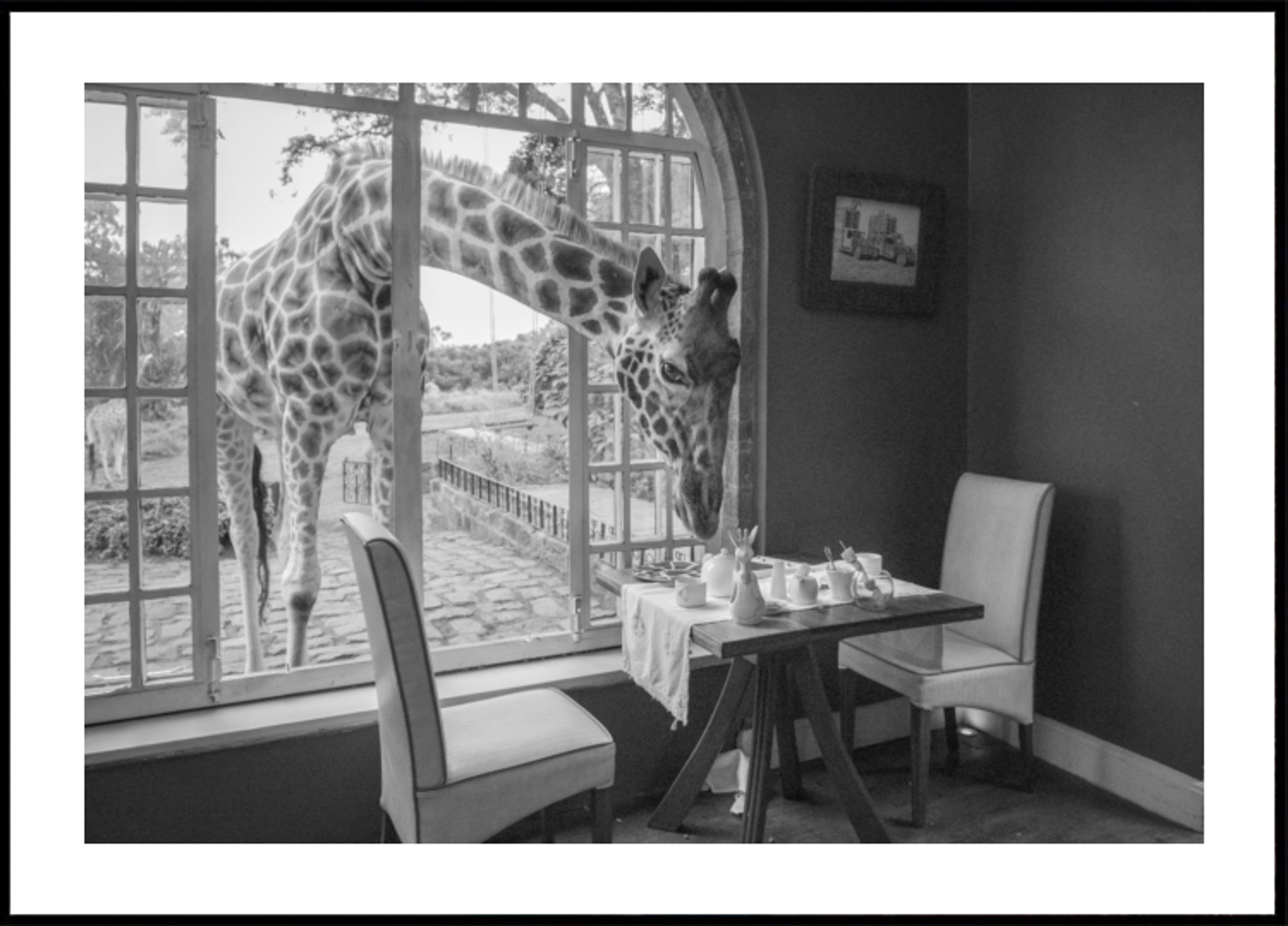 Ospite della giraffa mattutina