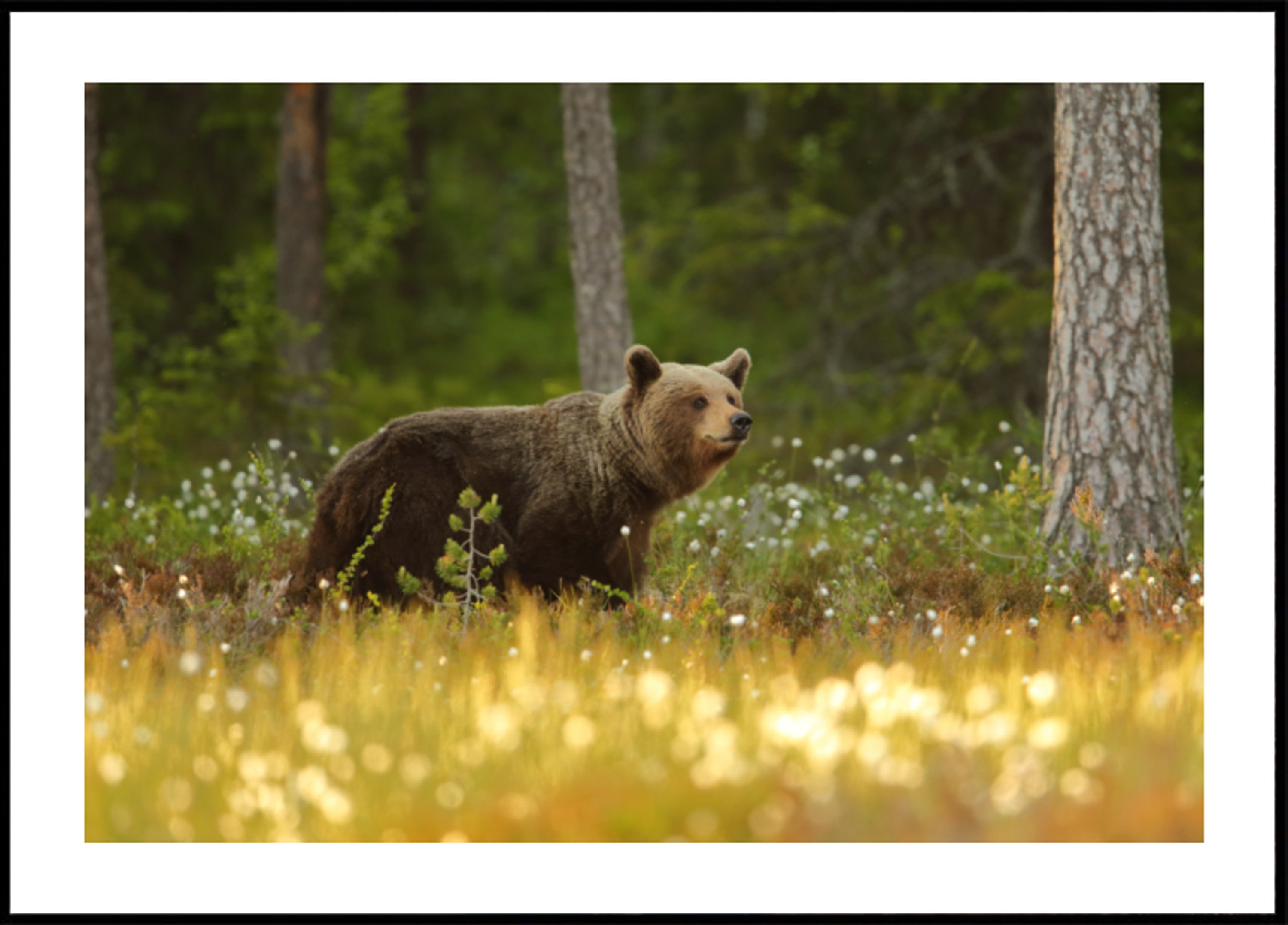 Orso bruno nella foresta