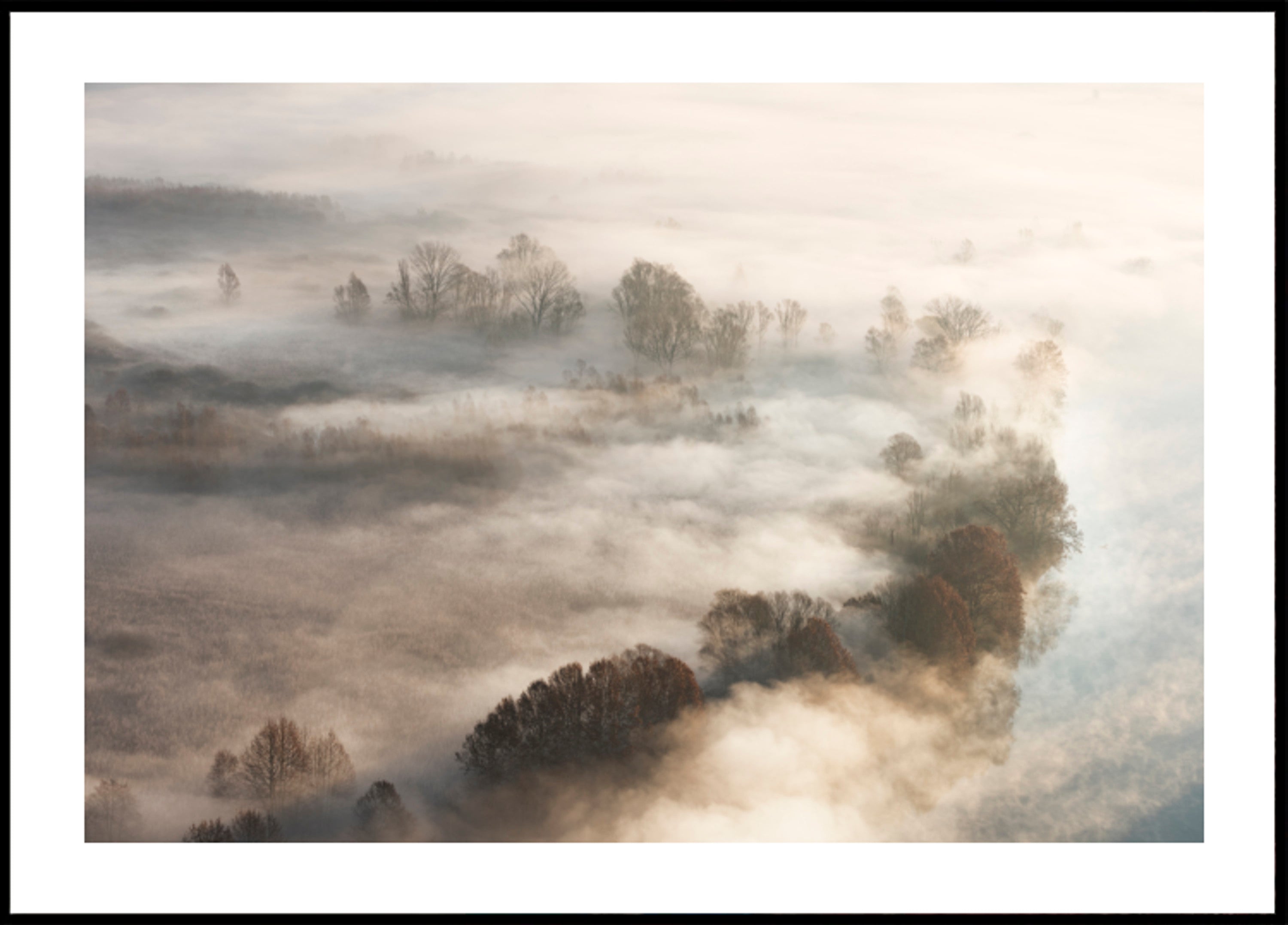 Alberi nebbiosi dorati