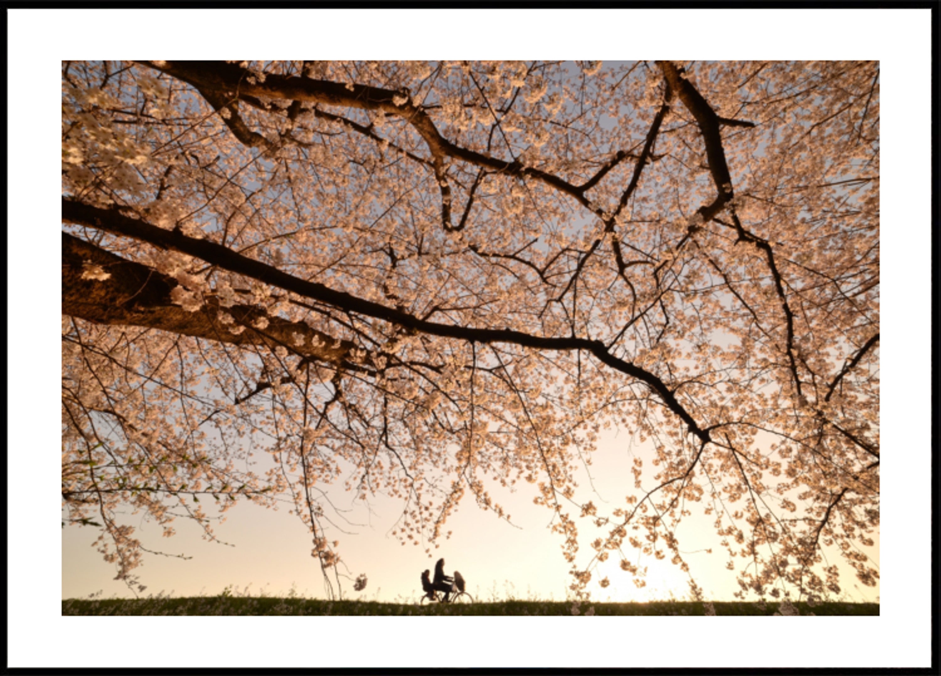 Giro al tramonto in fiore di ciliegio
