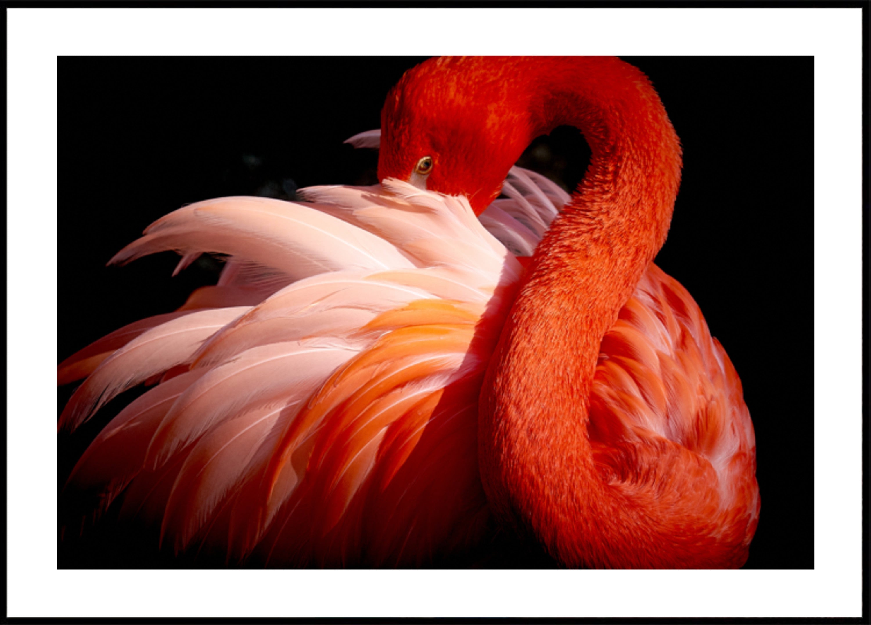Elegante fenicottero rosa