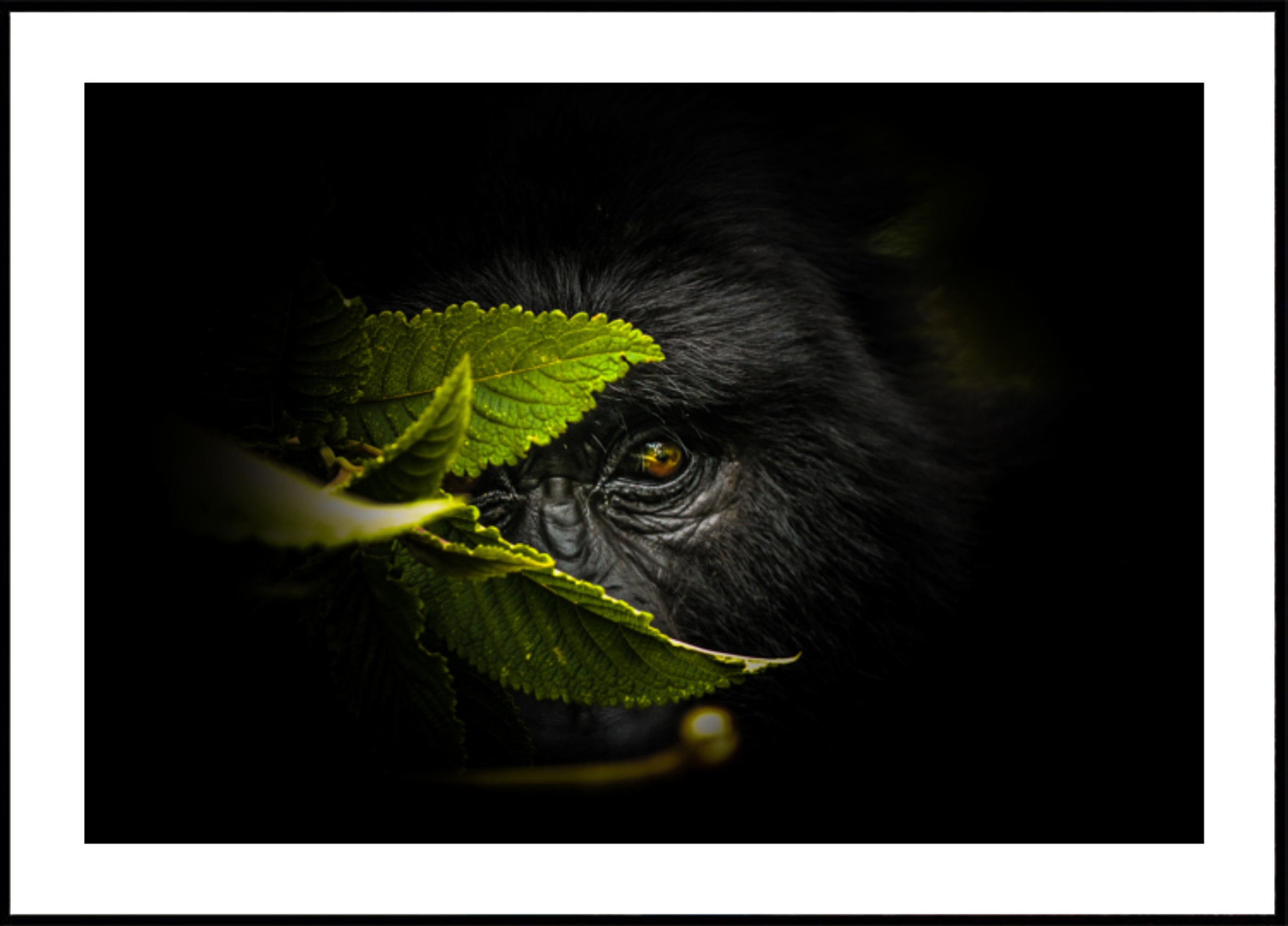 Lo sguardo misterioso del gorilla