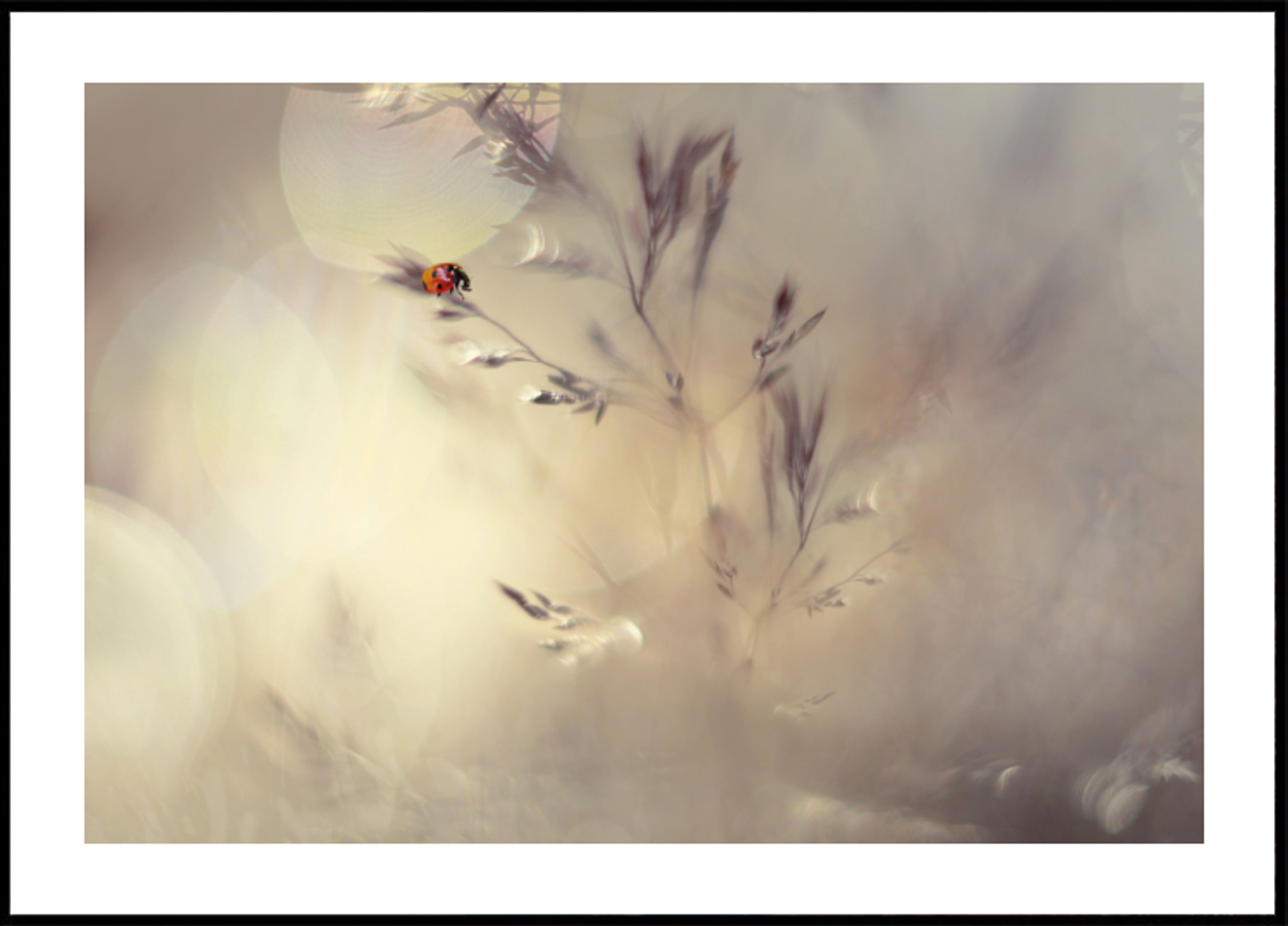Bokeh da sogno della coccinella