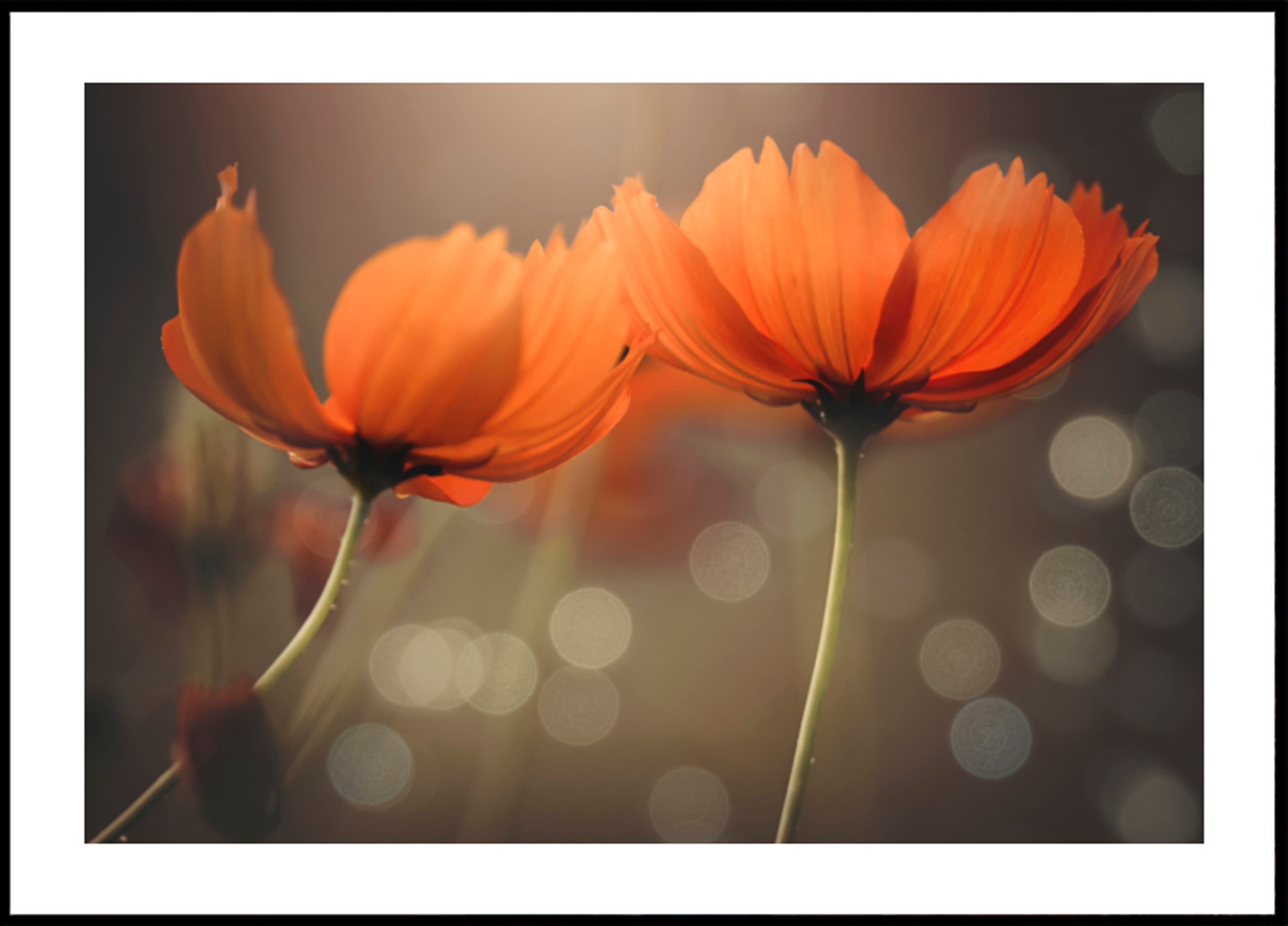 Fiori luminosi dell'universo