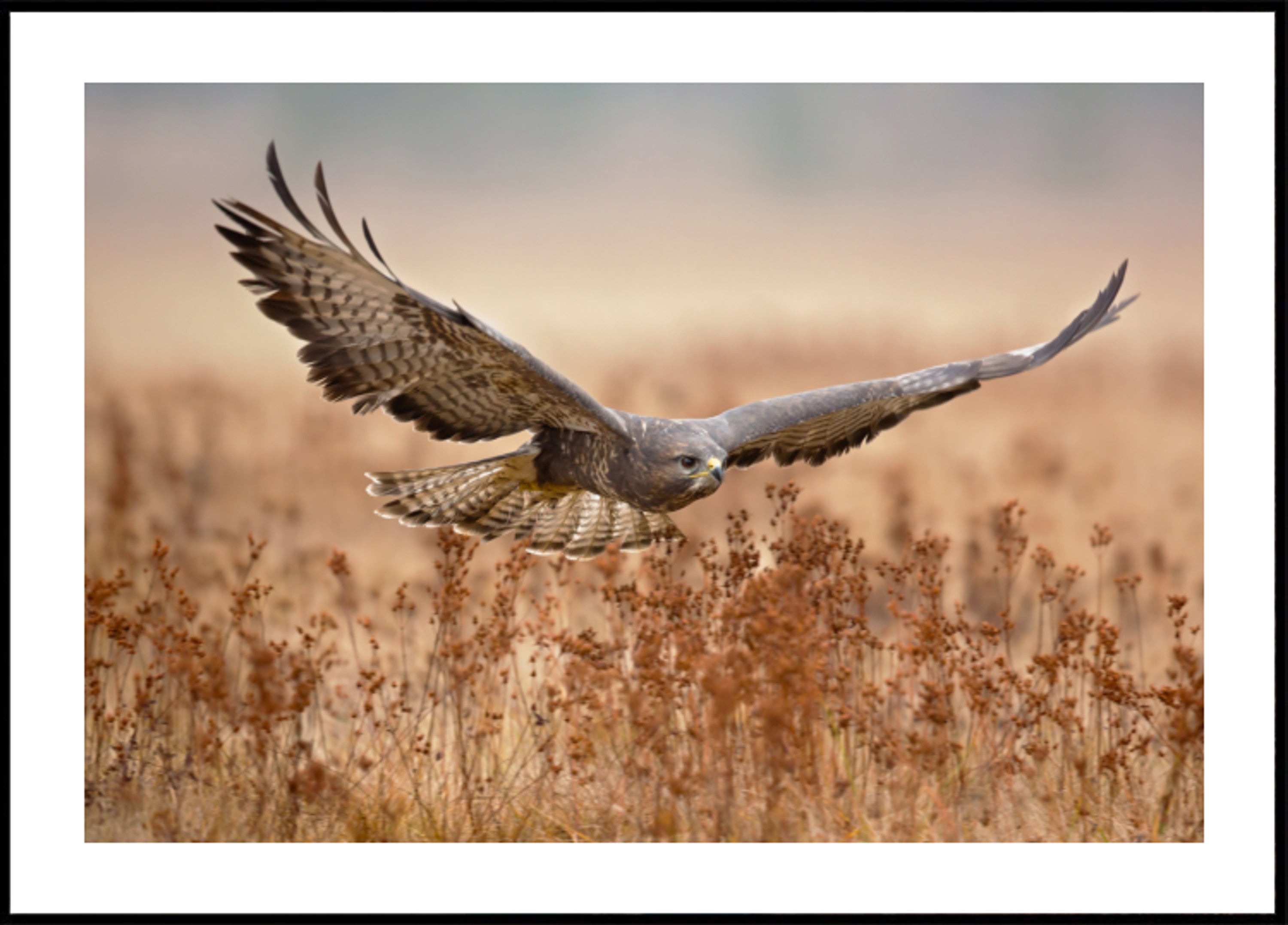 Falco maestoso in volo
