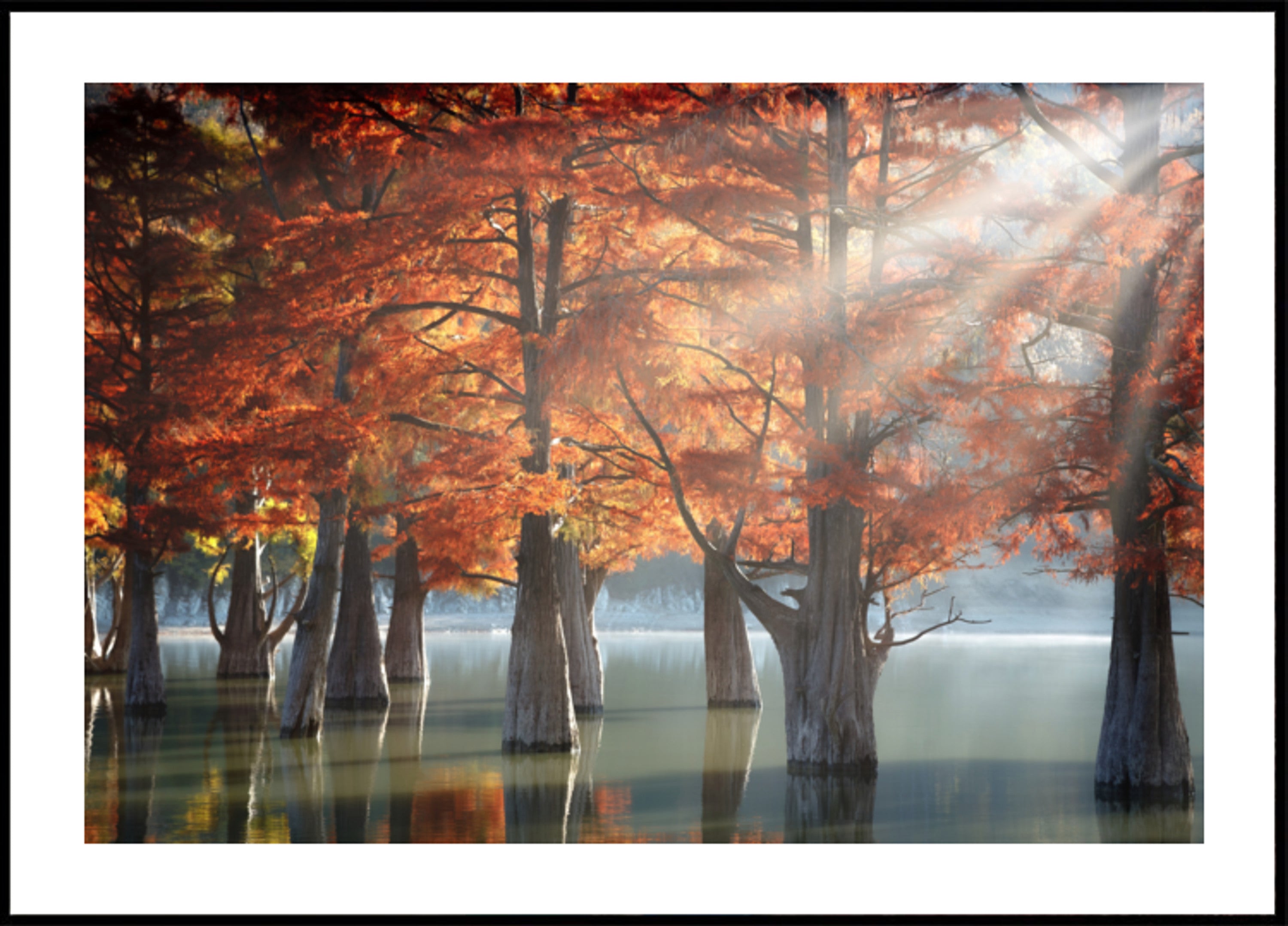 Lago di cipressi d'autunno dorato