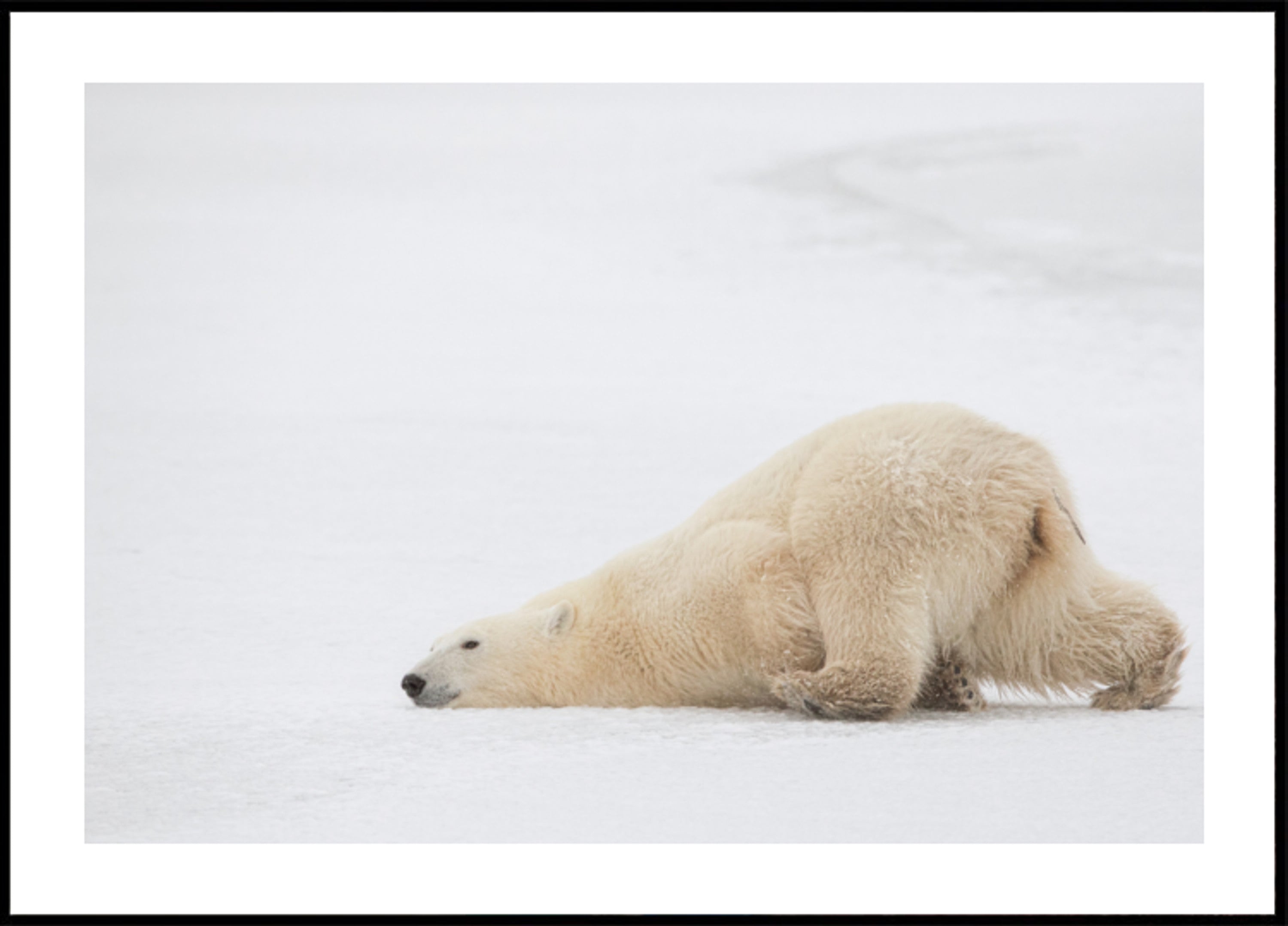 Pisolino pacifico dell'orso polare