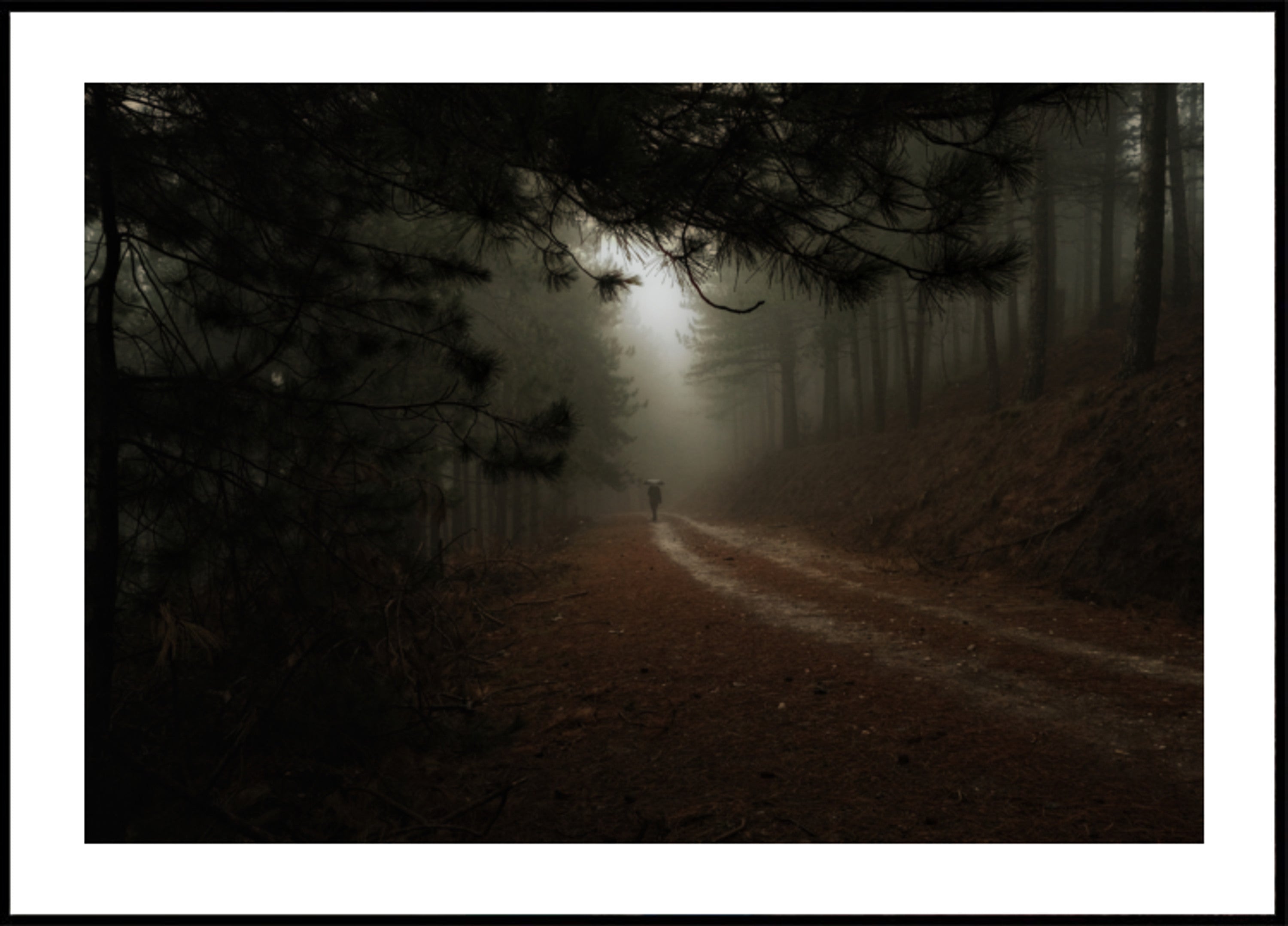 Sentiero nel bosco nebbioso