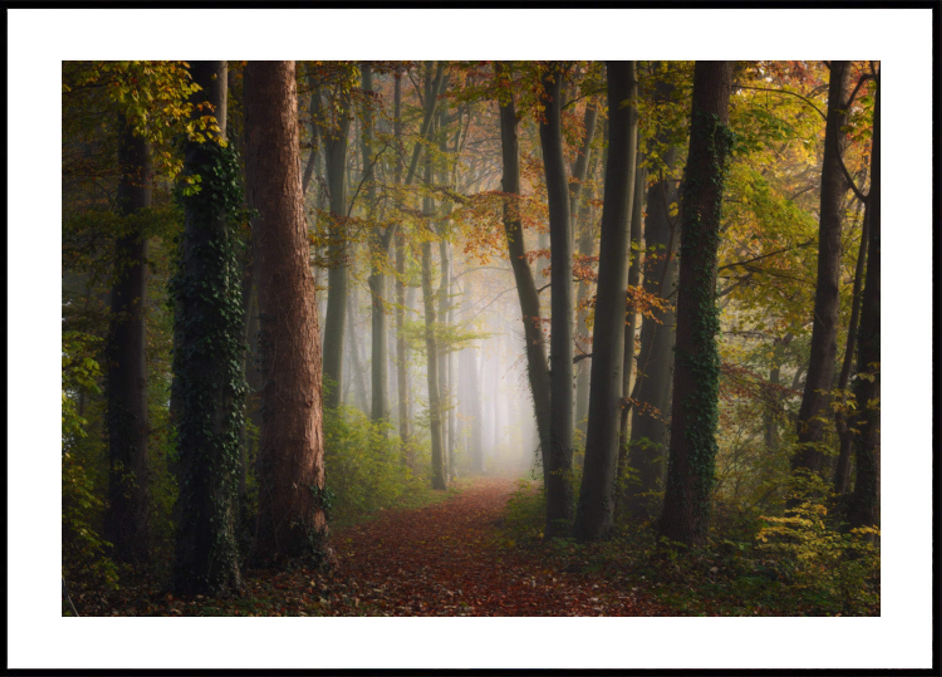 Sentiero nel bosco nebbioso autunnale